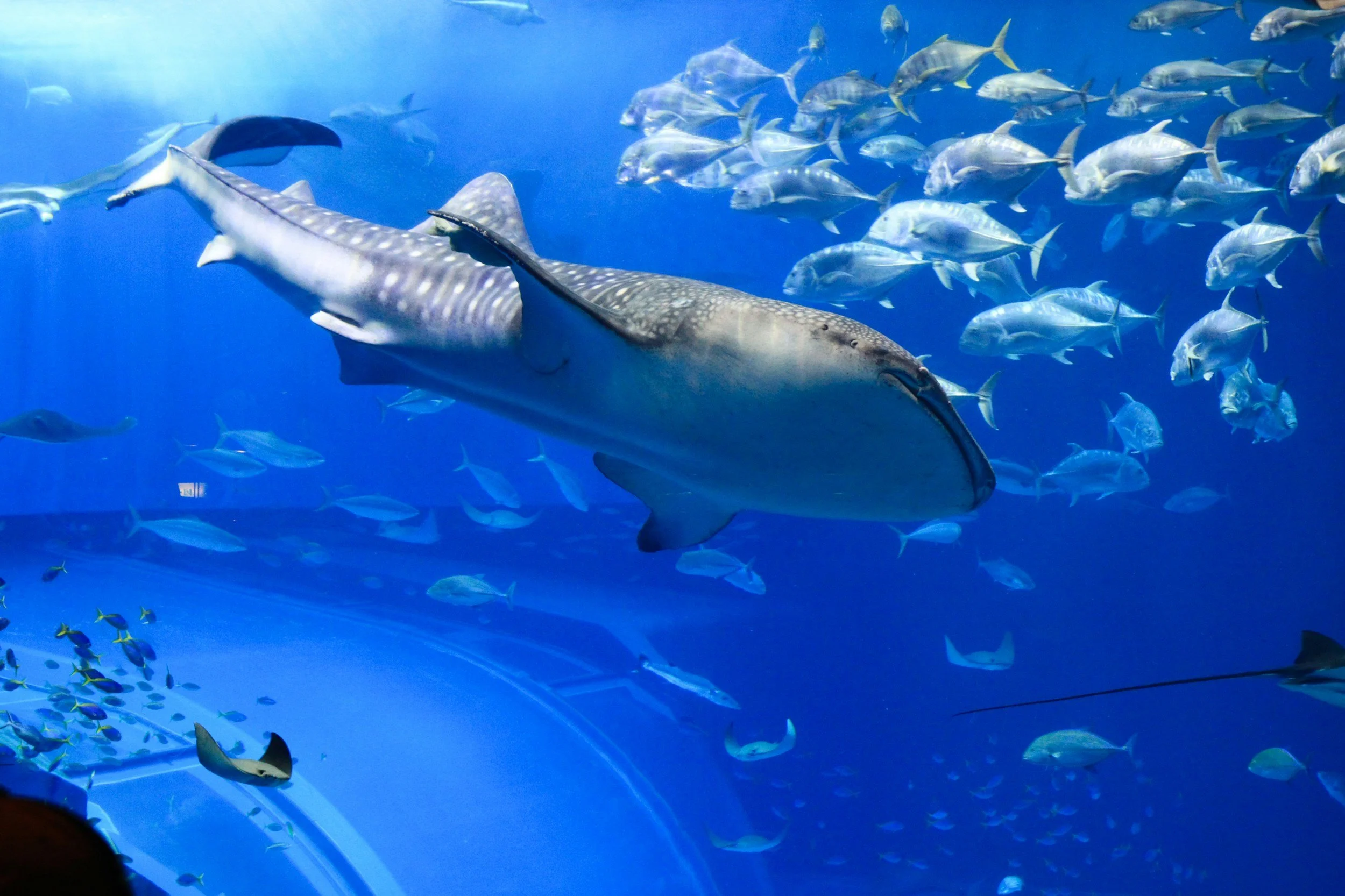 A large fish swimming in an aquarium with a school of smaller fish around it.