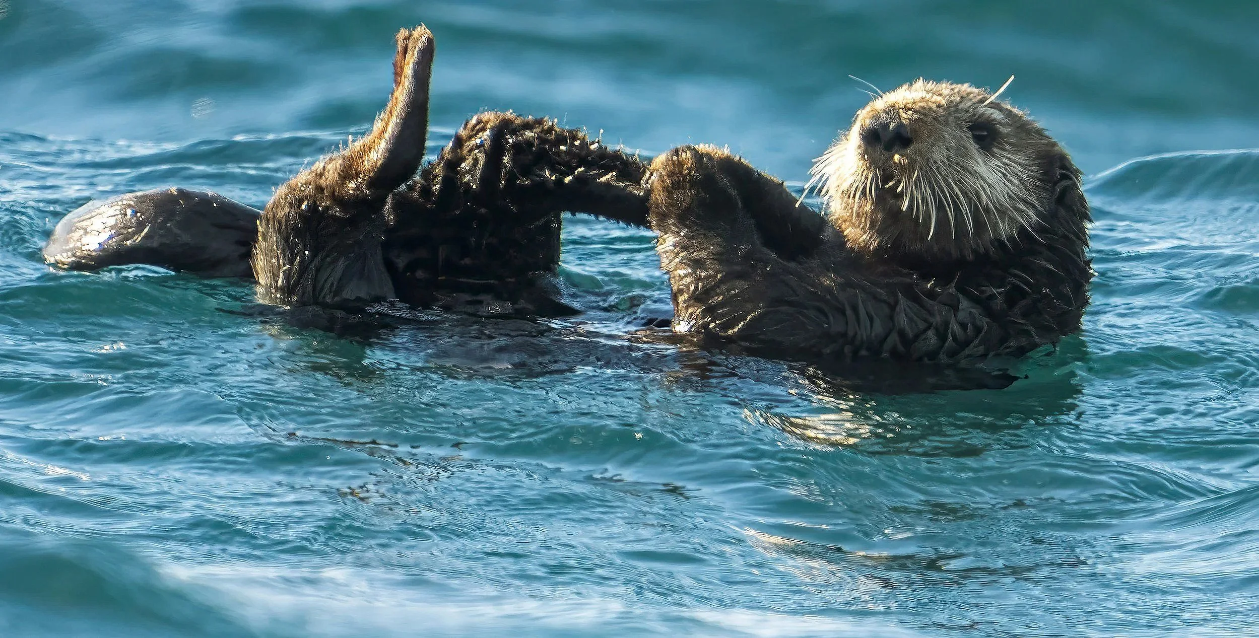 An otter playing in the water. It is on its back while it reaches out with its paws and grabs its foot