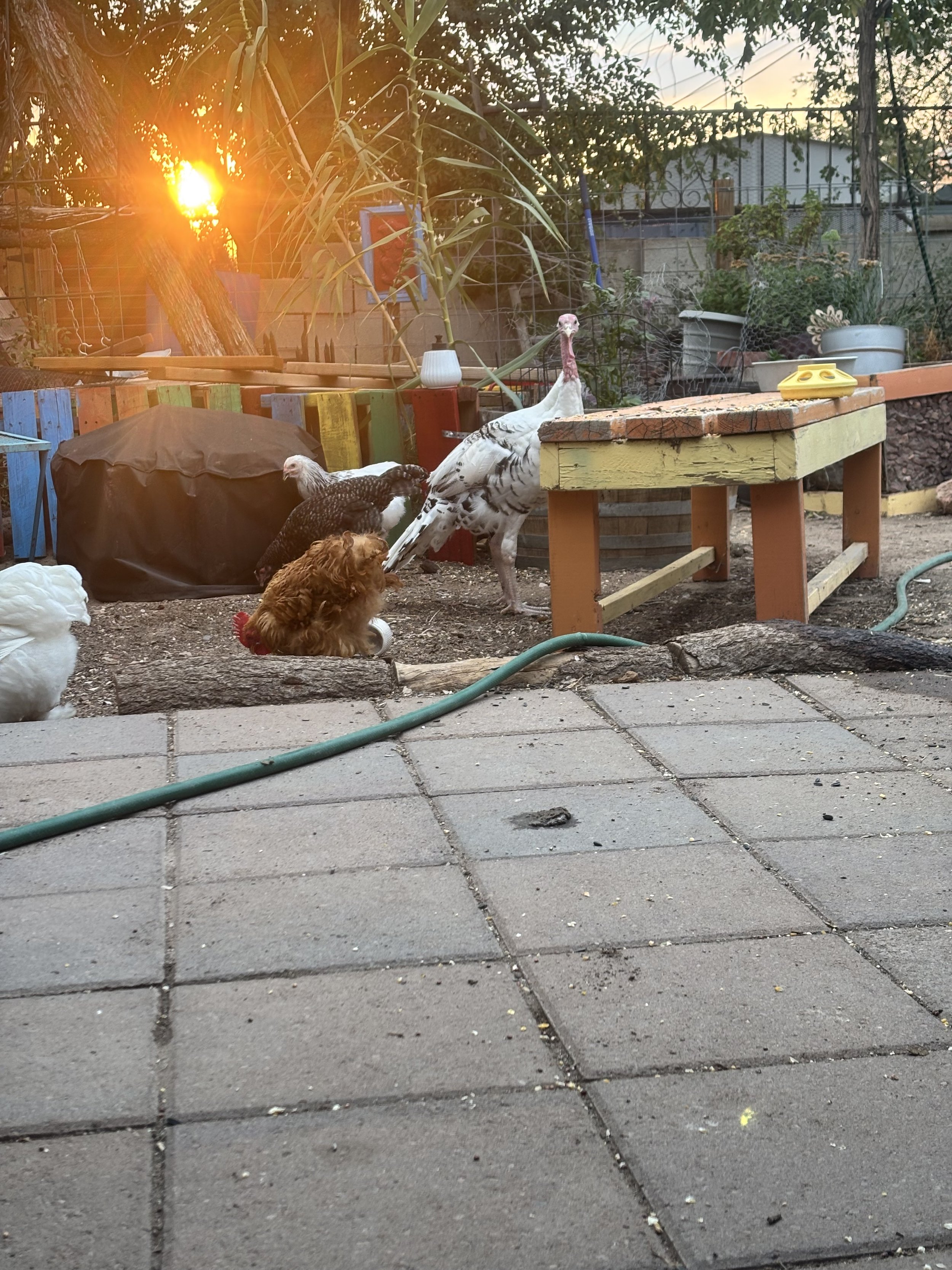 A backyard scene at sunset with a variety of chickens and turkeys, including a white turkey with black markings, a black hen, and a brown hen. There are potted plants, a colorful wooden fence, a hose on the ground, and a wooden table. In the background, trees, a fence, and a sunset are visible.