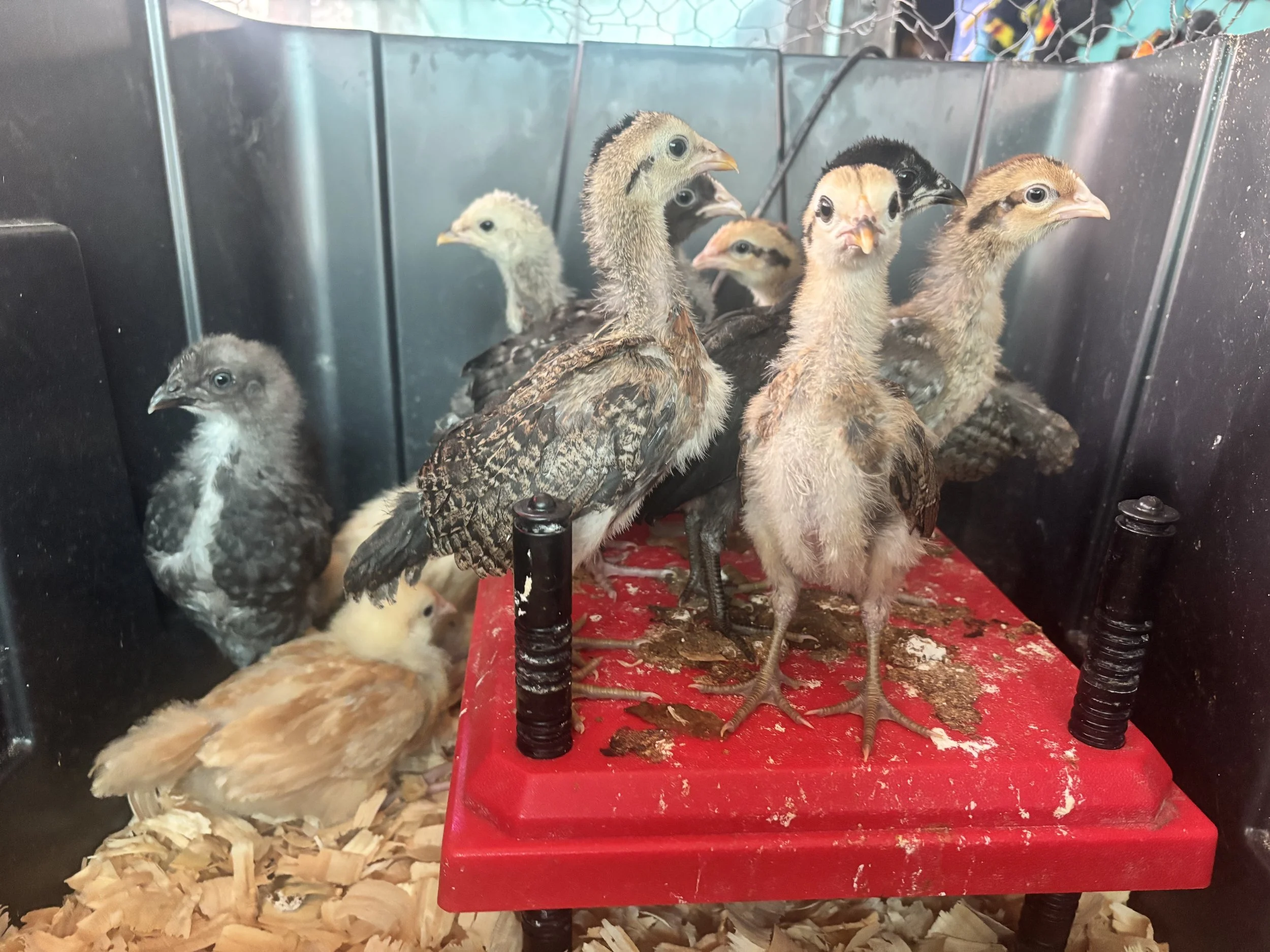 4 Bantam Chicks- Unsexed (Thinking Females) 
