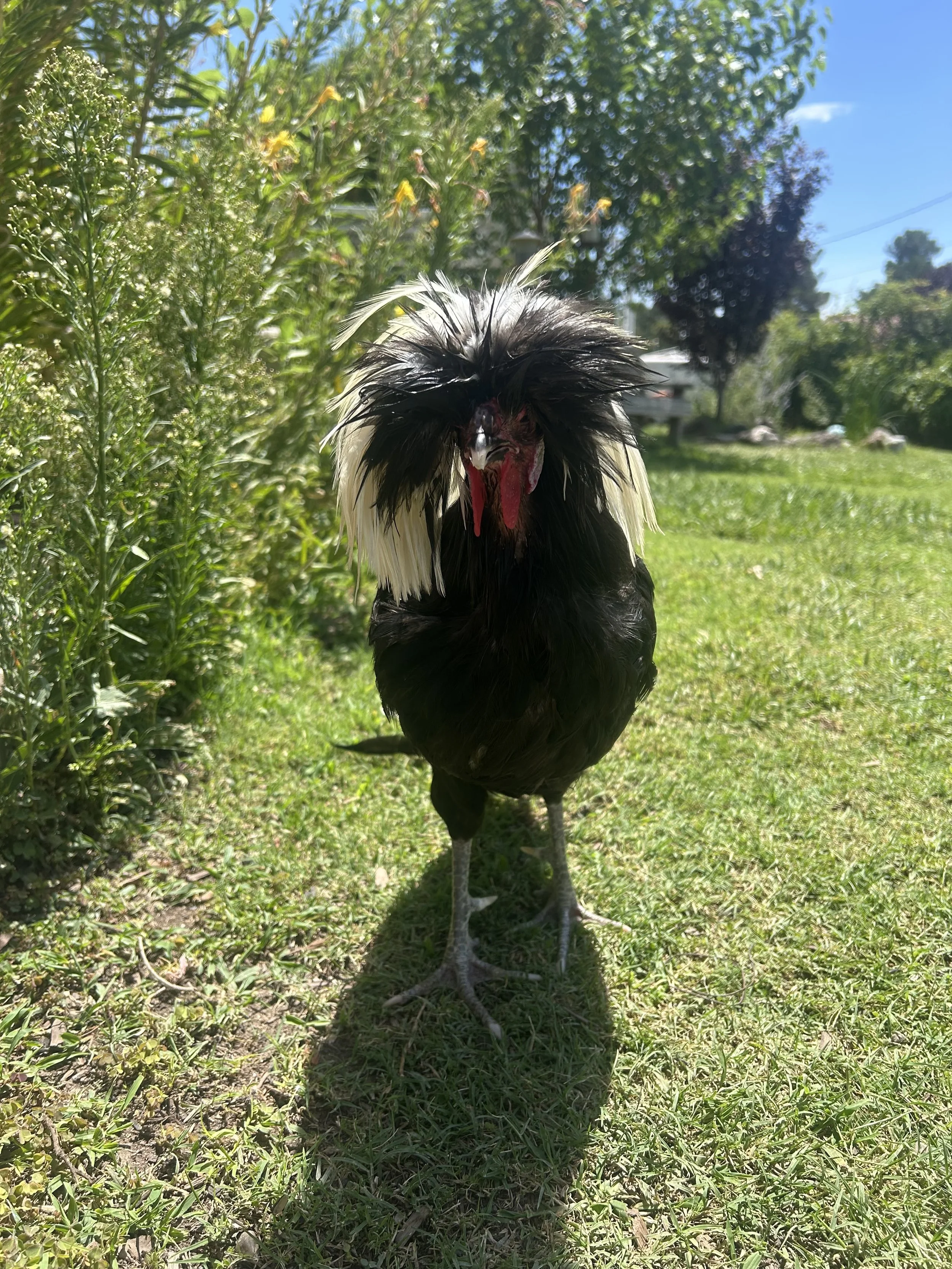 Rock Lee - Blind Rooster 