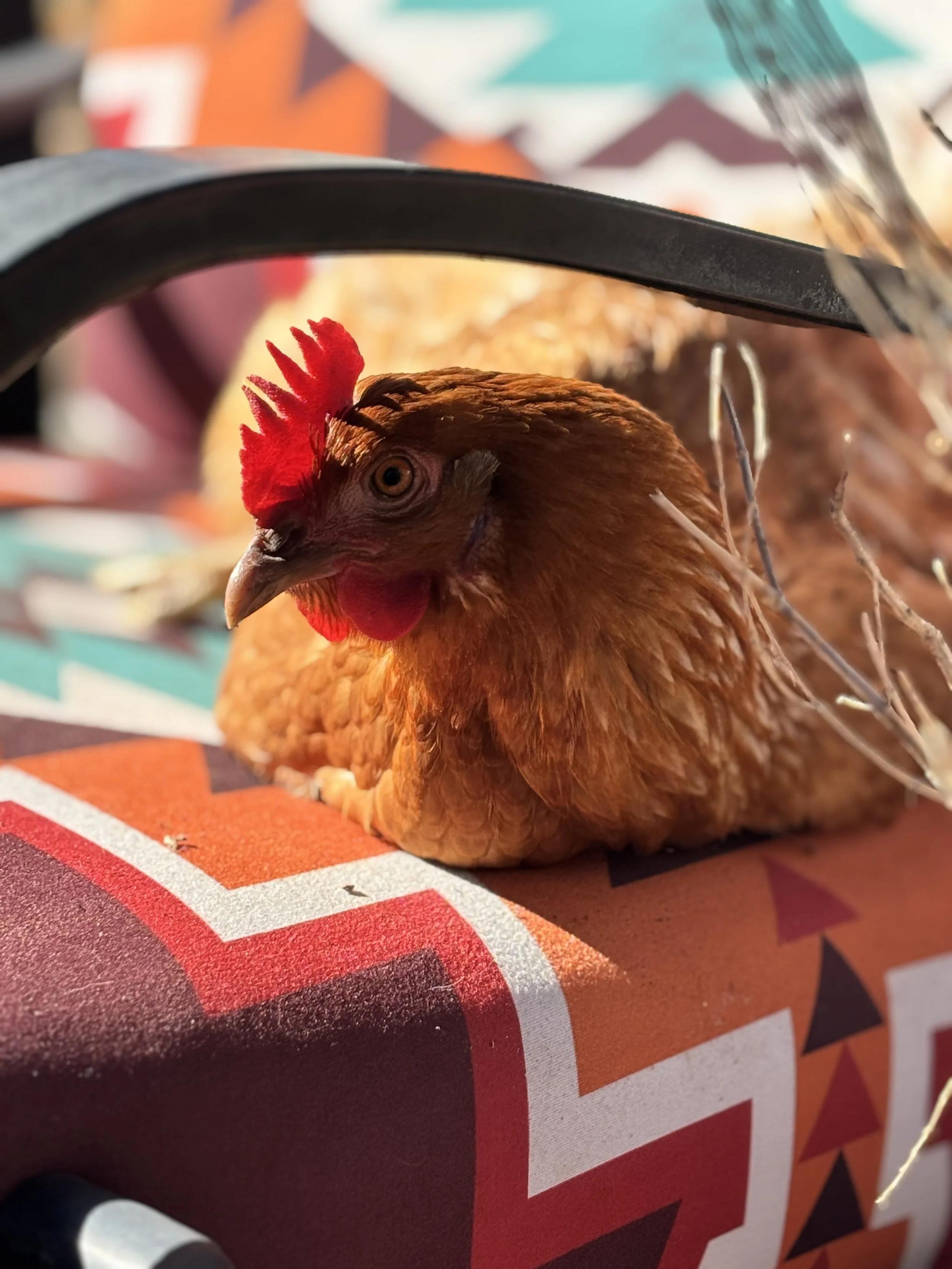 A close-up of a hen laying on a colorful box with a geometric pattern.
