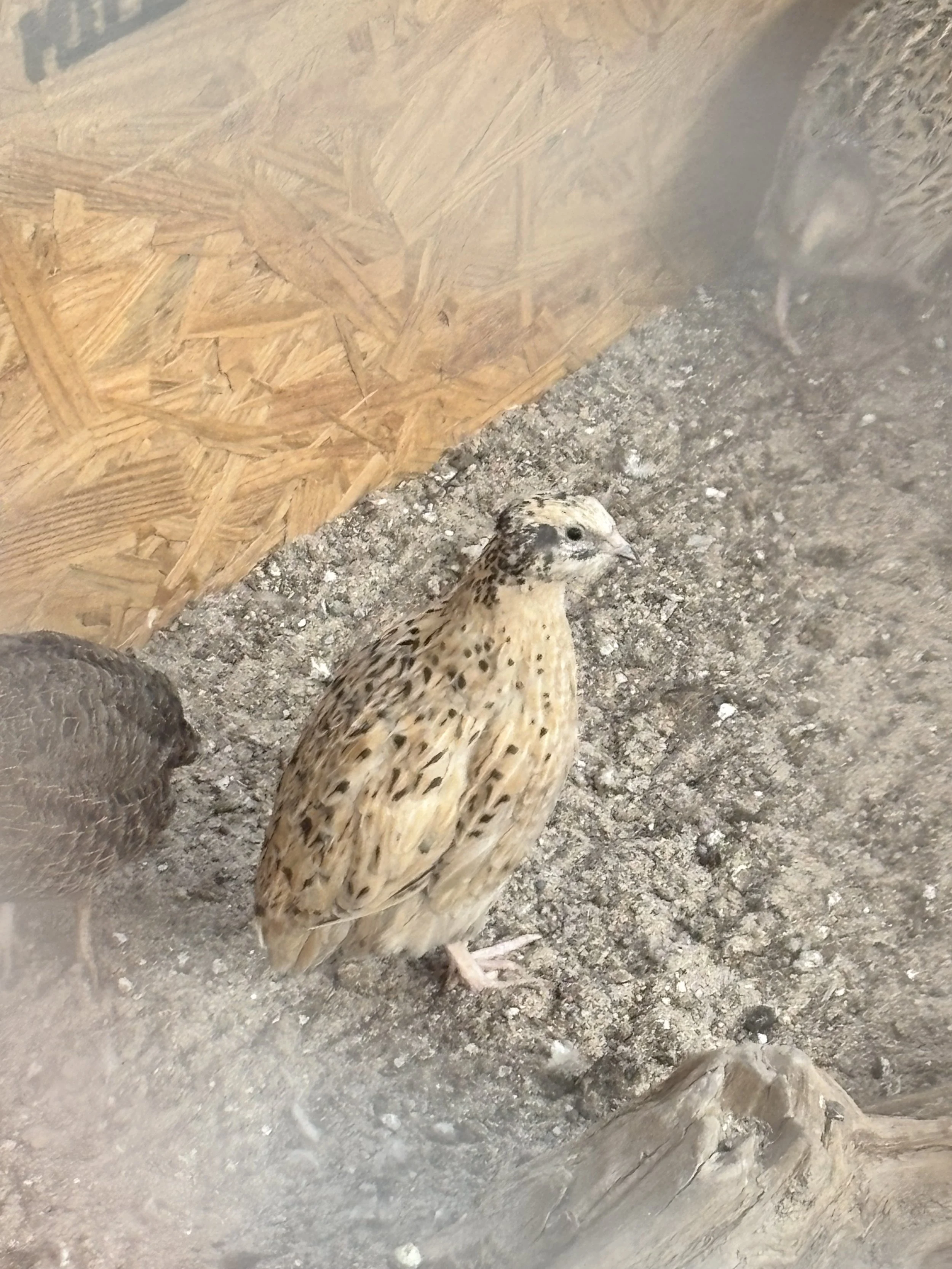 Small bird with speckled brown and white feathers standing on dirt ground near a wooden wall.