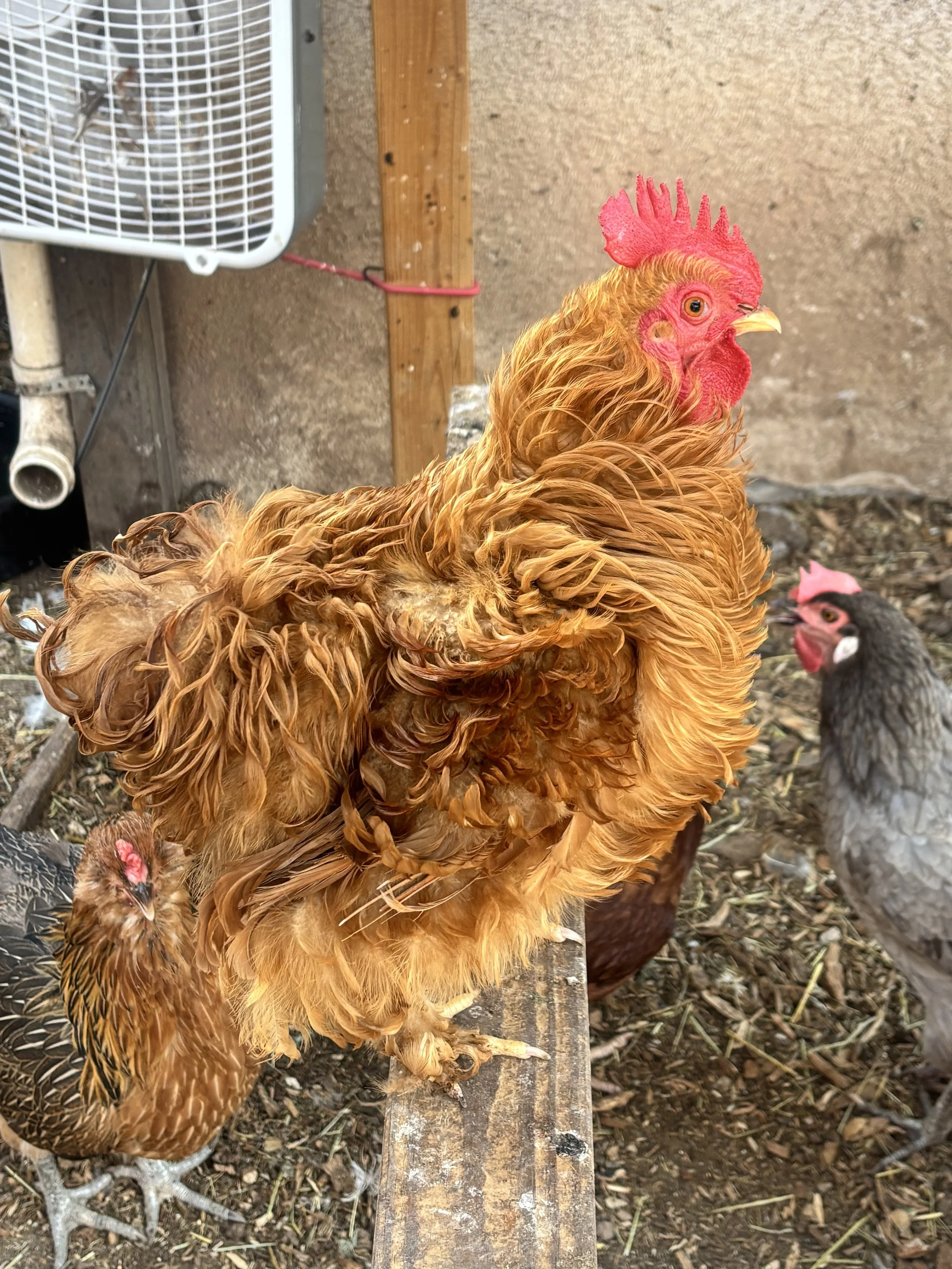 Enrique- Frizzle Rooster