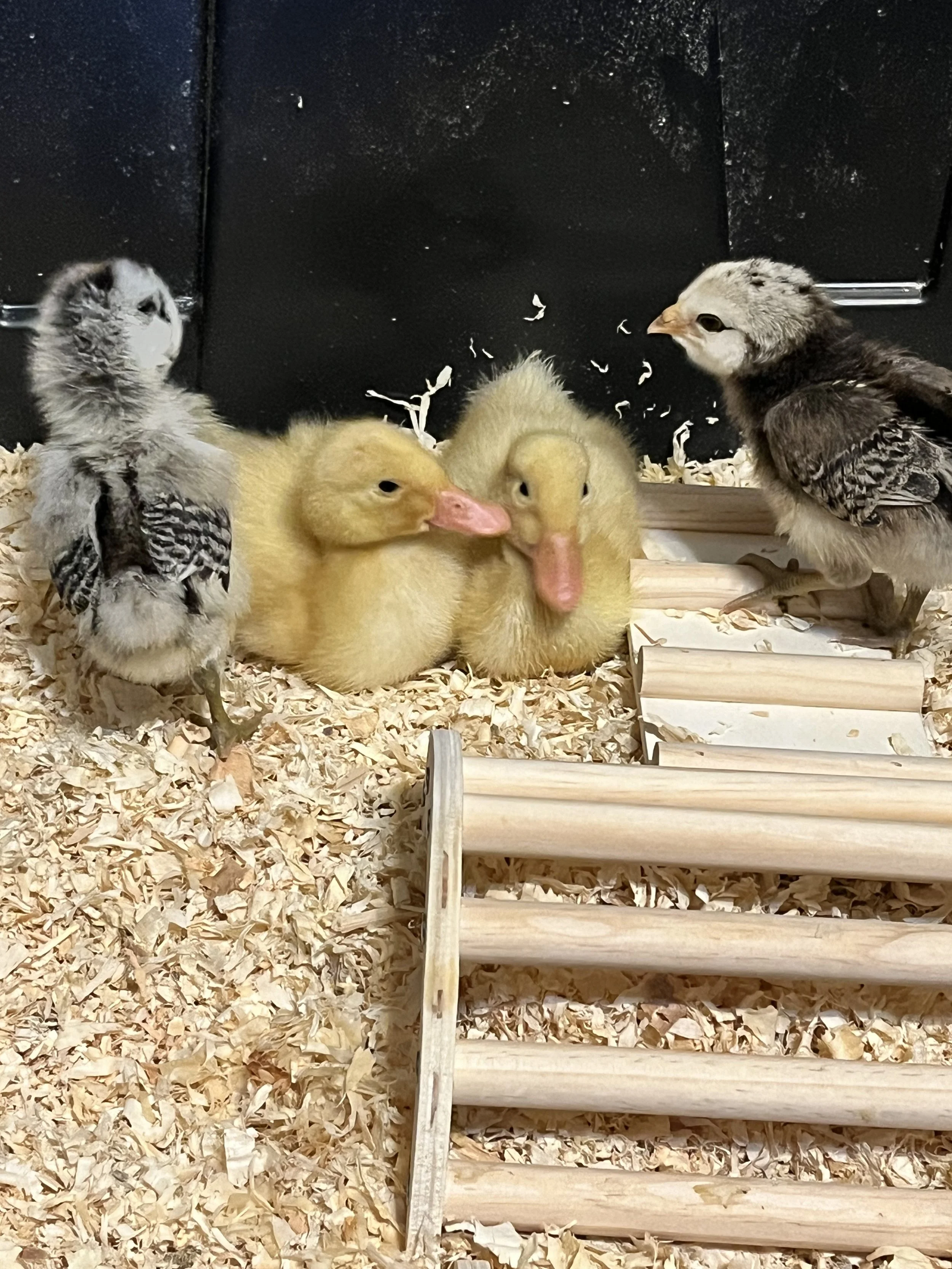 Two yellow ducklings and two gray and white baby birds in a cardboard enclosure with wood shavings and a wooden ramp.