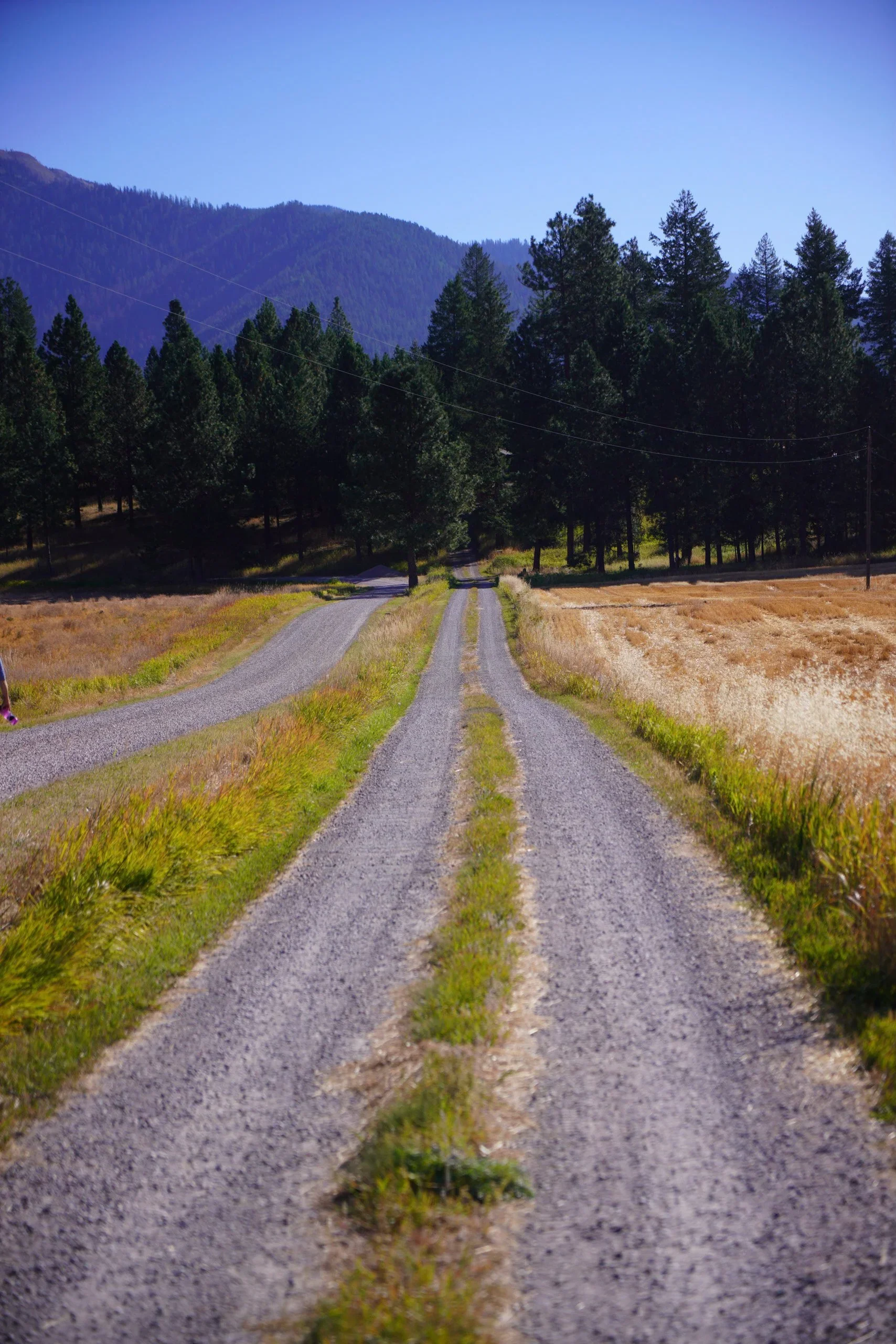 A dirt road runs through a rural landscape with green grass on either side, leading toward a dense forest of pine trees. In the background, there are mountain peaks under a clear blue sky.