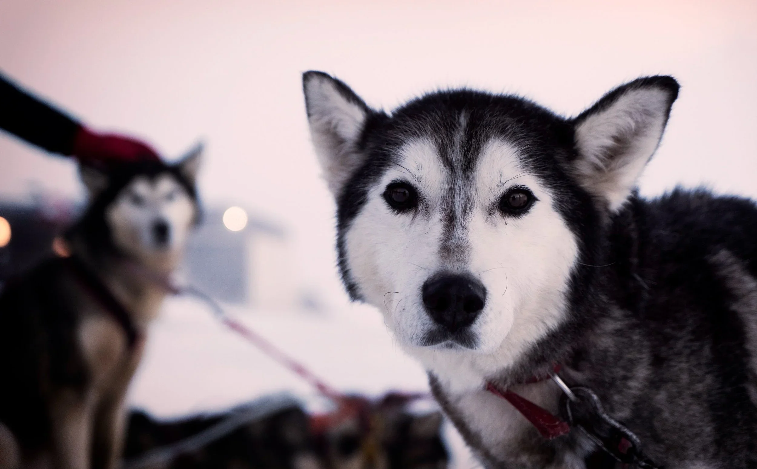 Close-up of a black and white Siberian Husky dog with piercing eyes looking directly into the camera, with another sled dog slightly out of focus in the background, on a snowy landscape.