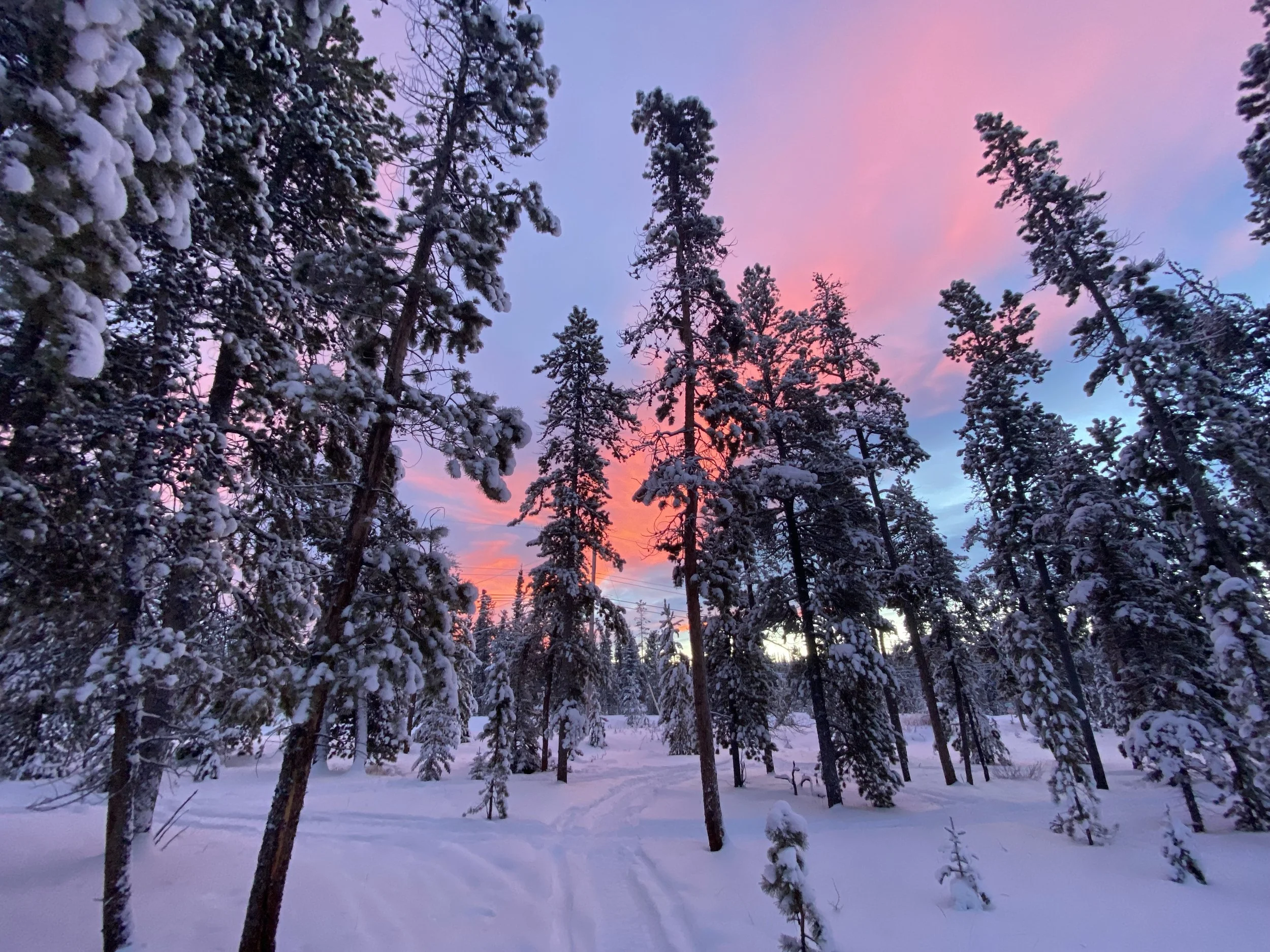 Snow-covered trees in a forest during sunset with a vibrant pink and purple sky.