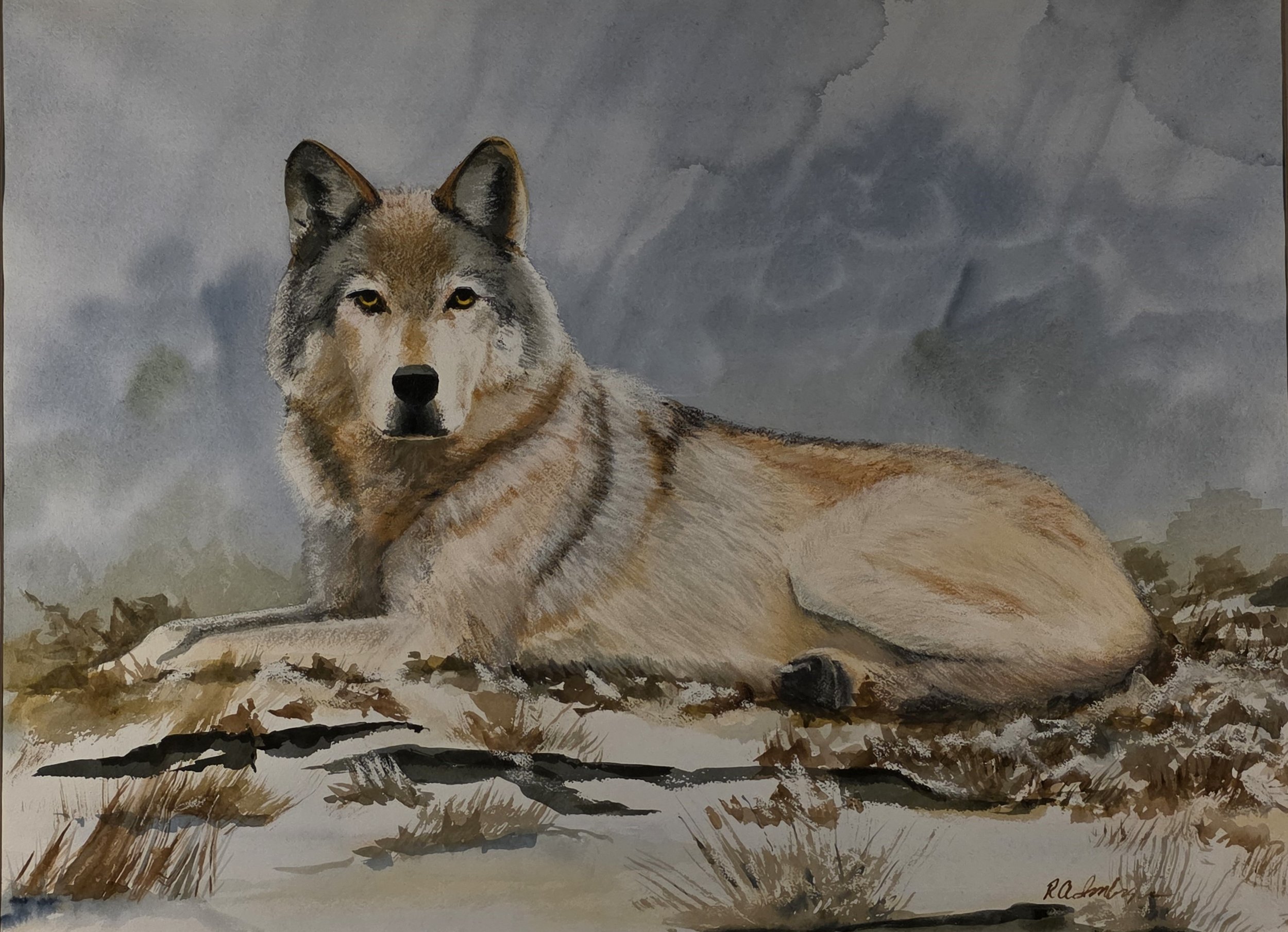 Watercolor painting of a wolf lying on snow with a cloudy sky in the background.