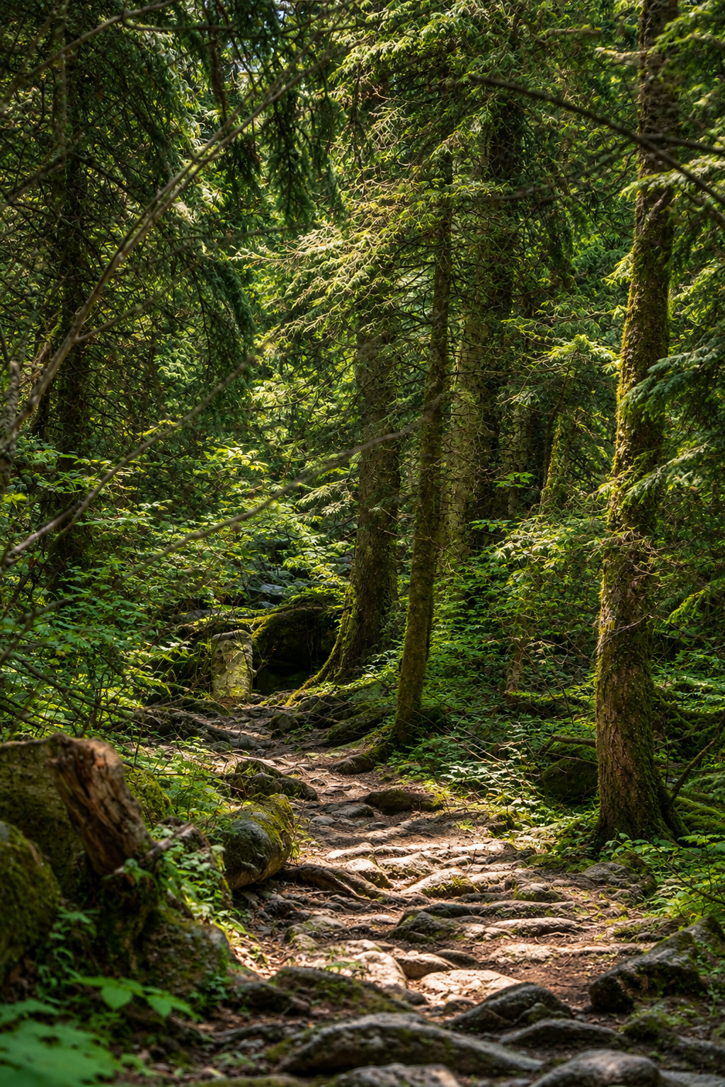 Sentier forestier avec des arbres verts, des rochers et des racines sur le sol, baignés de lumière naturelle.