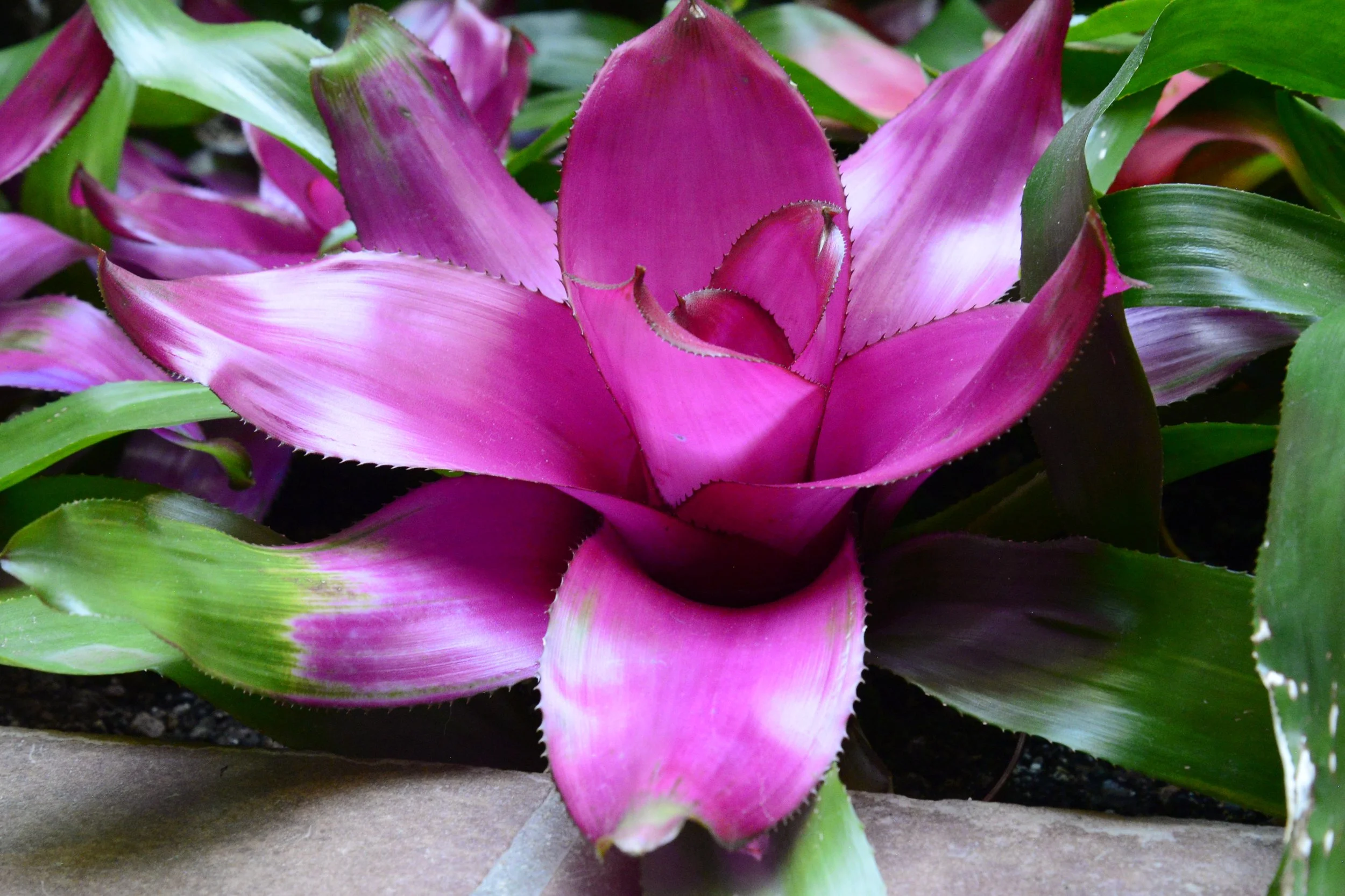 Close-up of a pink and purple Bromeliad flower surrounded by green leaves.