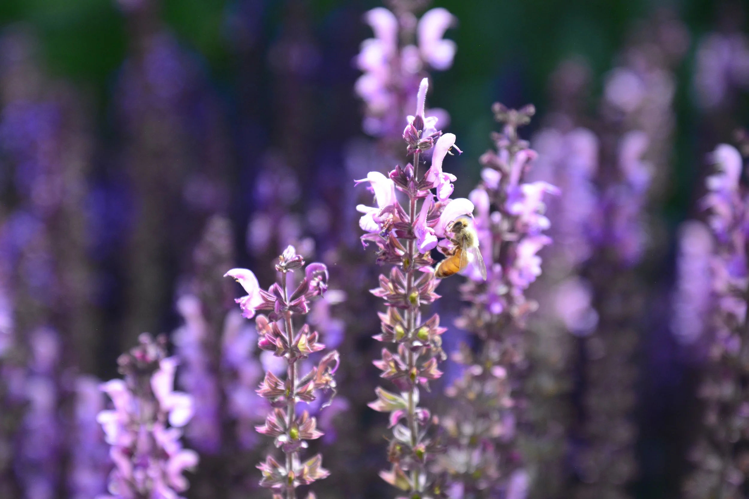 Close-up of a tall purple flower with a bee collecting nectar on one of the blossoms, set against a blurred background of similar flowers.