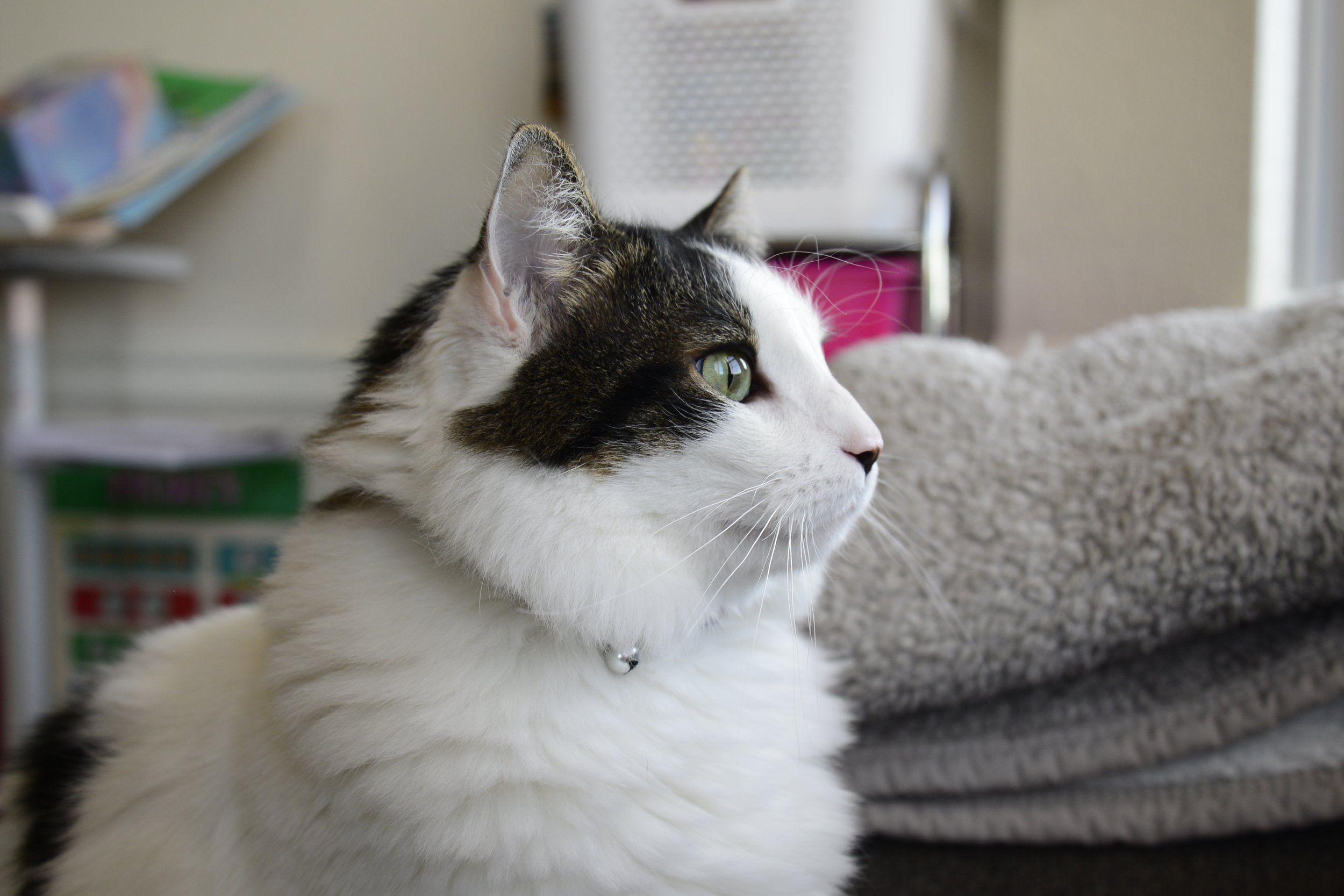 Close-up profile of a white and tabby cat lying on a soft surface, looking to the right, with a bookshelf and a pink container in the blurred background.