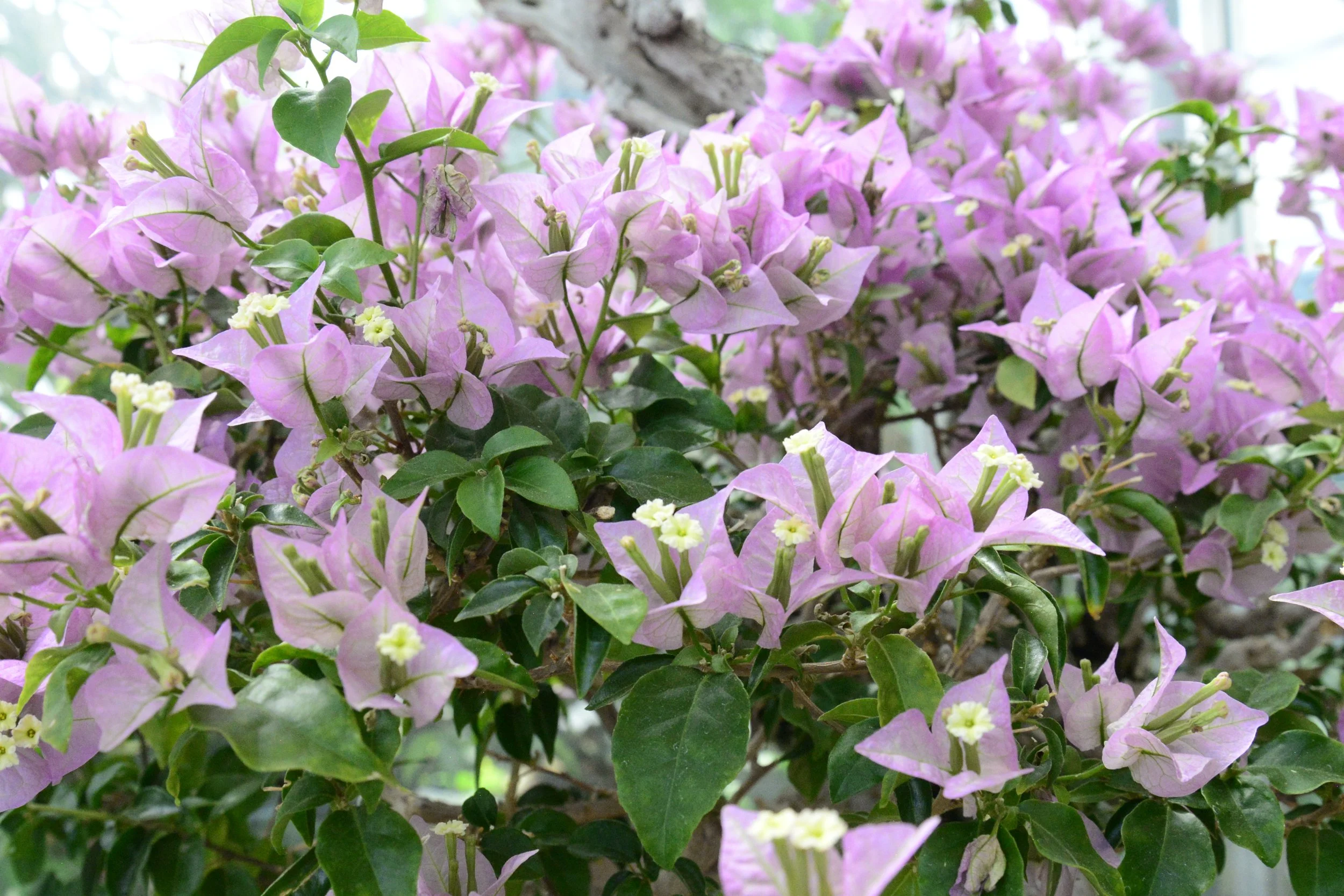 Close-up of pink and purple bougainvillea flowers with green leaves on a plant.