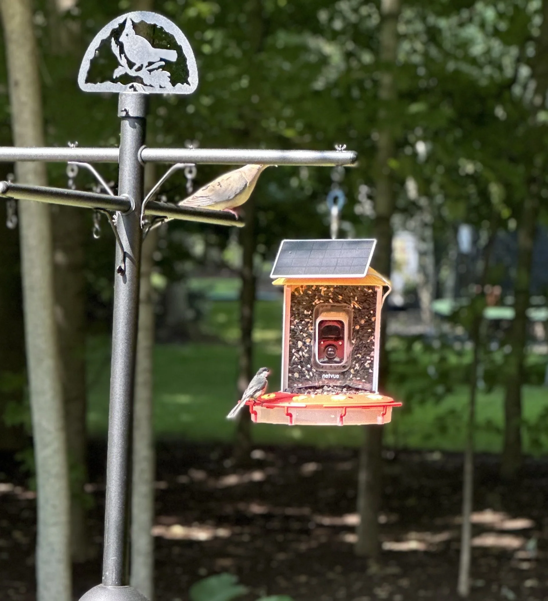 Birdfy Smart Bird Feeder with Camera