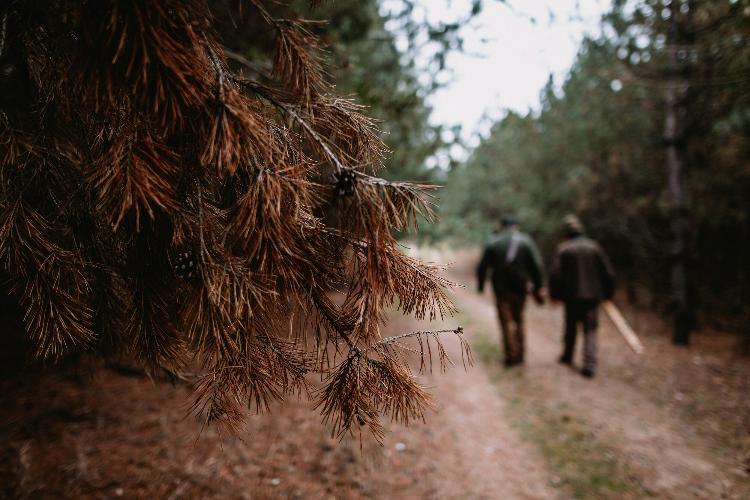 Close-up of pine tree branches with brown pine needles in a forest, with two people walking on a trail in the background.