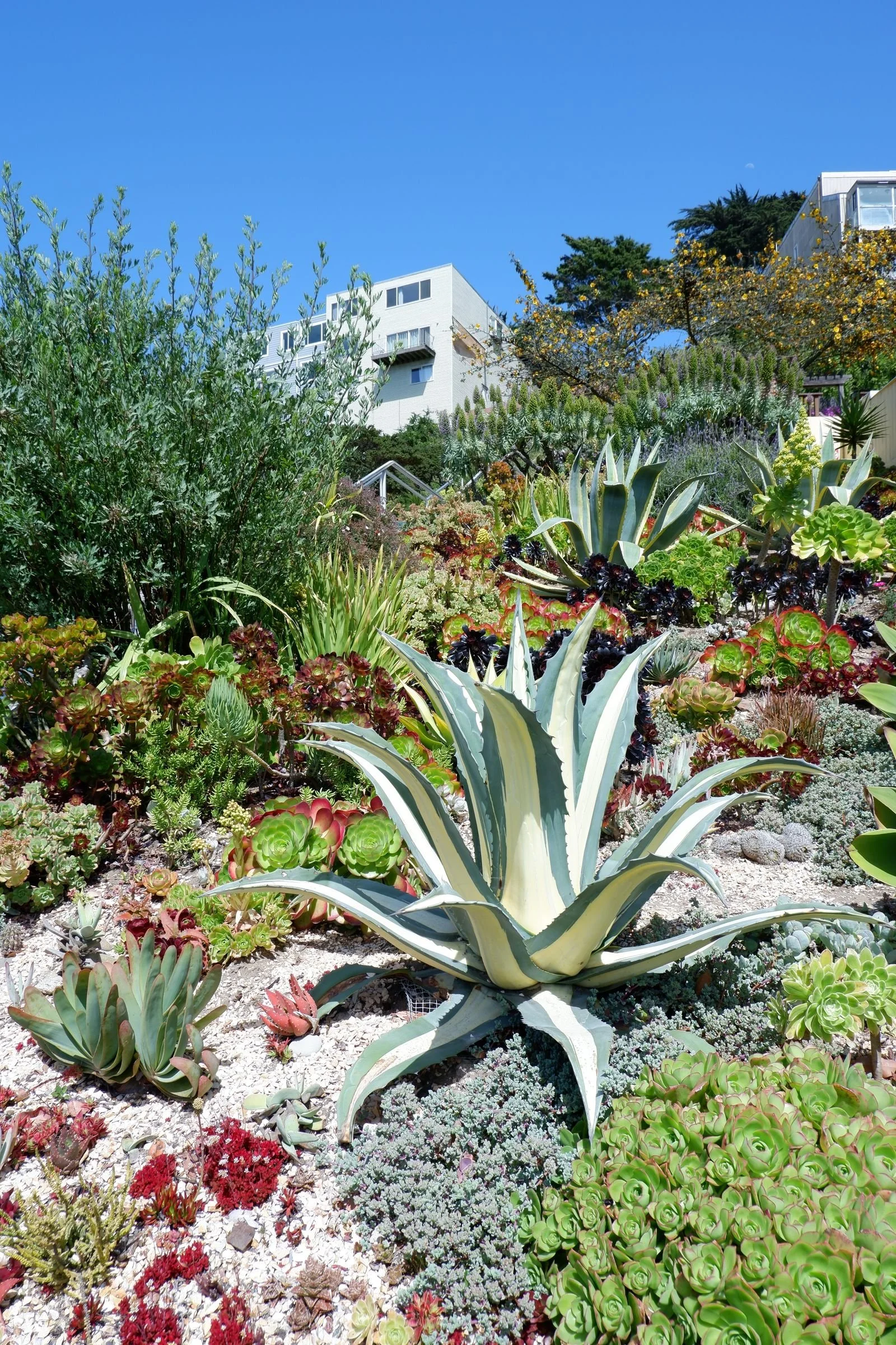 Agave and succulent plants in a landscaped garden bed