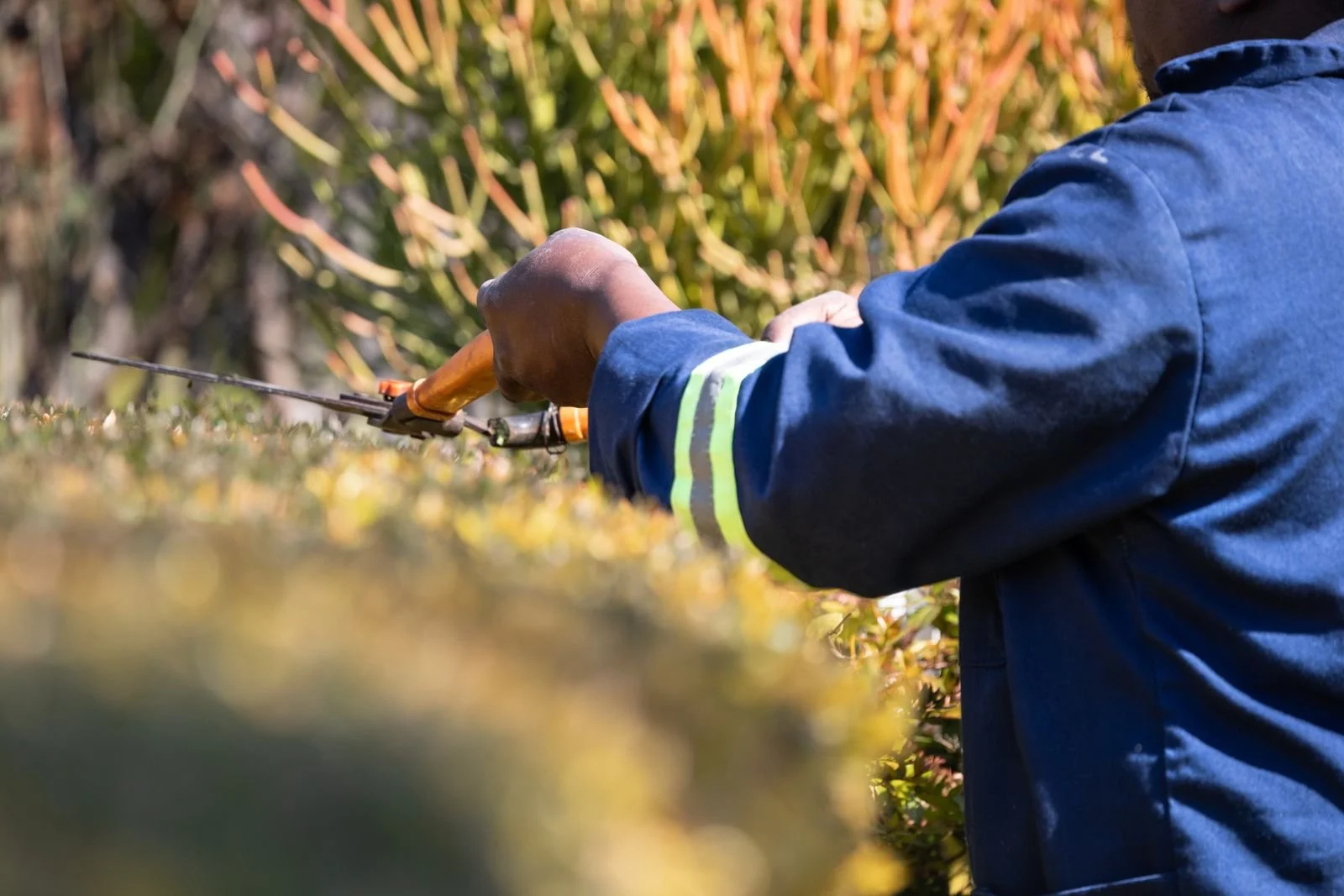 Landscaper trimming a hedge with pruning shears
