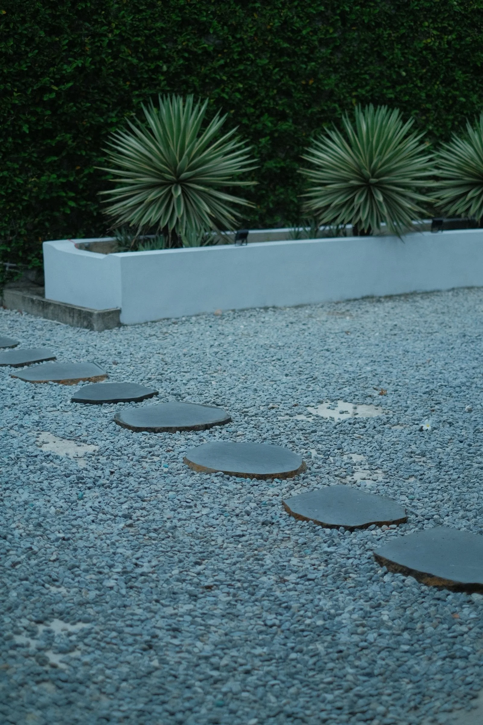 Stepping stones across gravel beside a raised concrete planter with agave plants