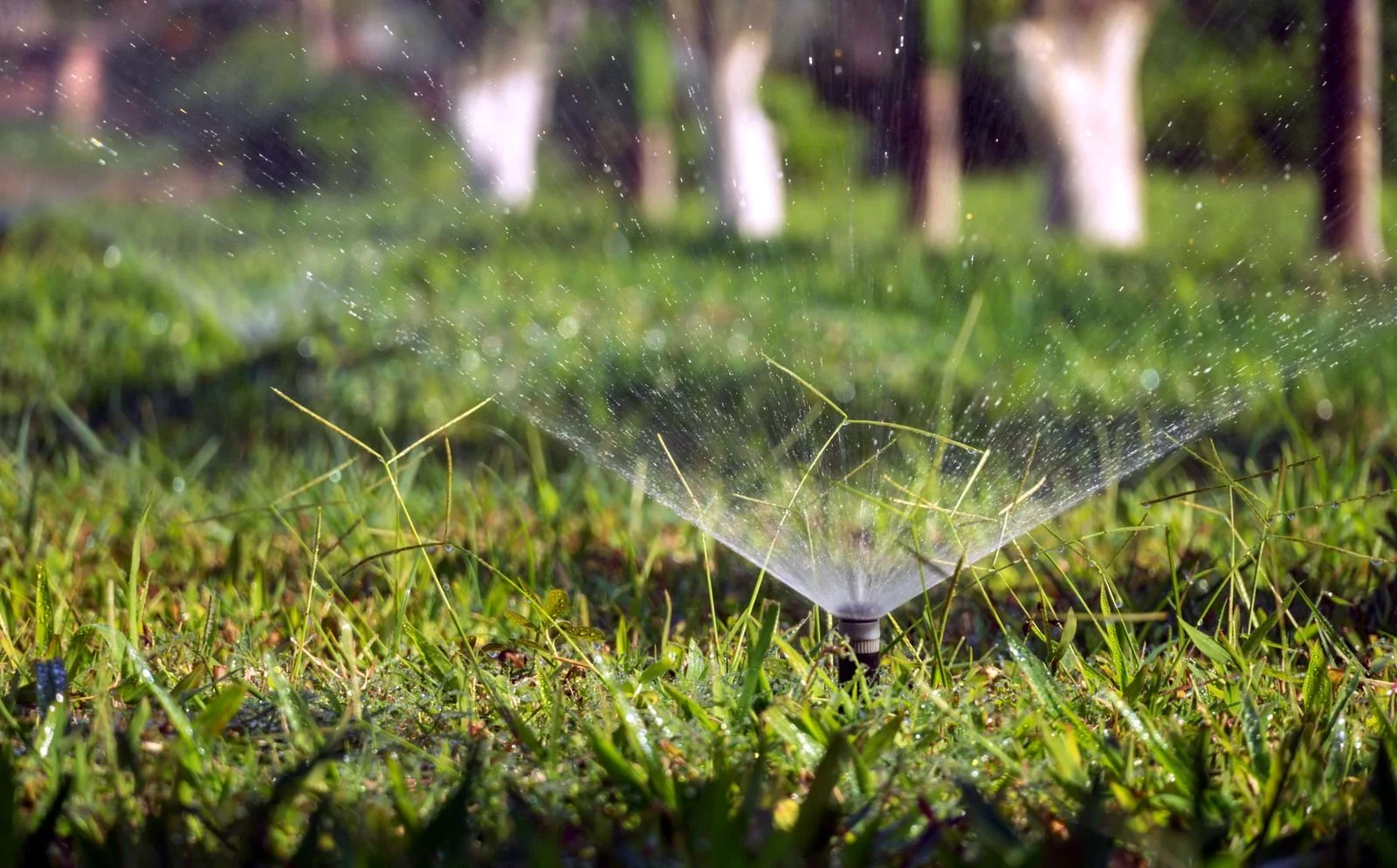 Pop-up sprinkler watering green grass