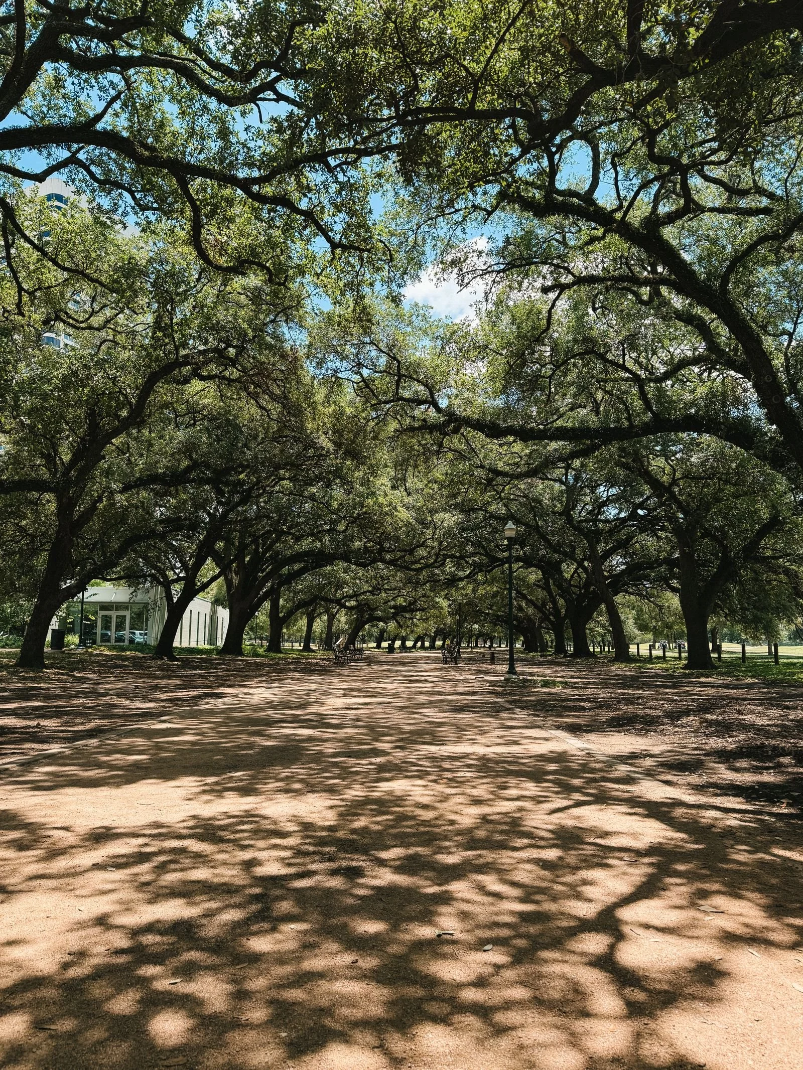 Path under a canopy of live oak trees in a Houston park