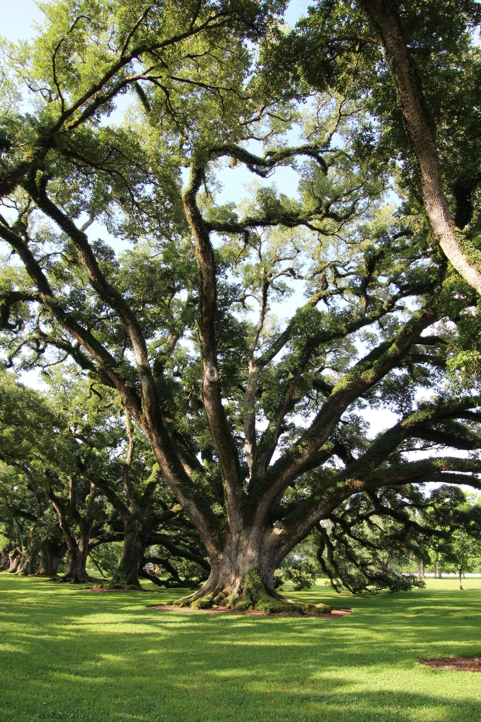 Spreading live oak tree canopy in a park