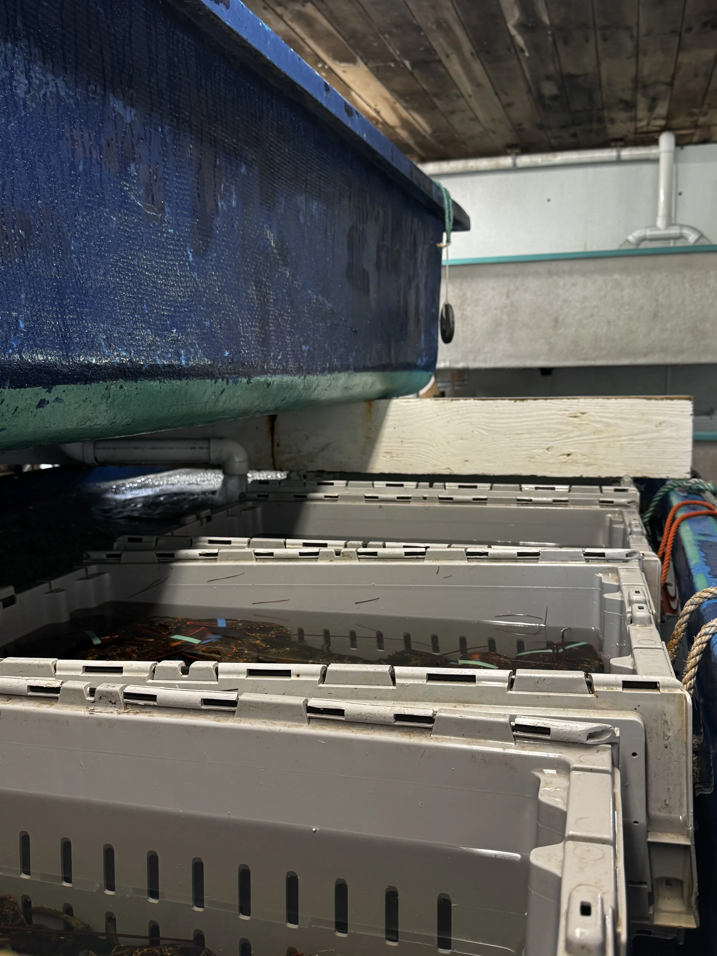 A row of three crates containing live lobsters inside blue and teal water tanks.
