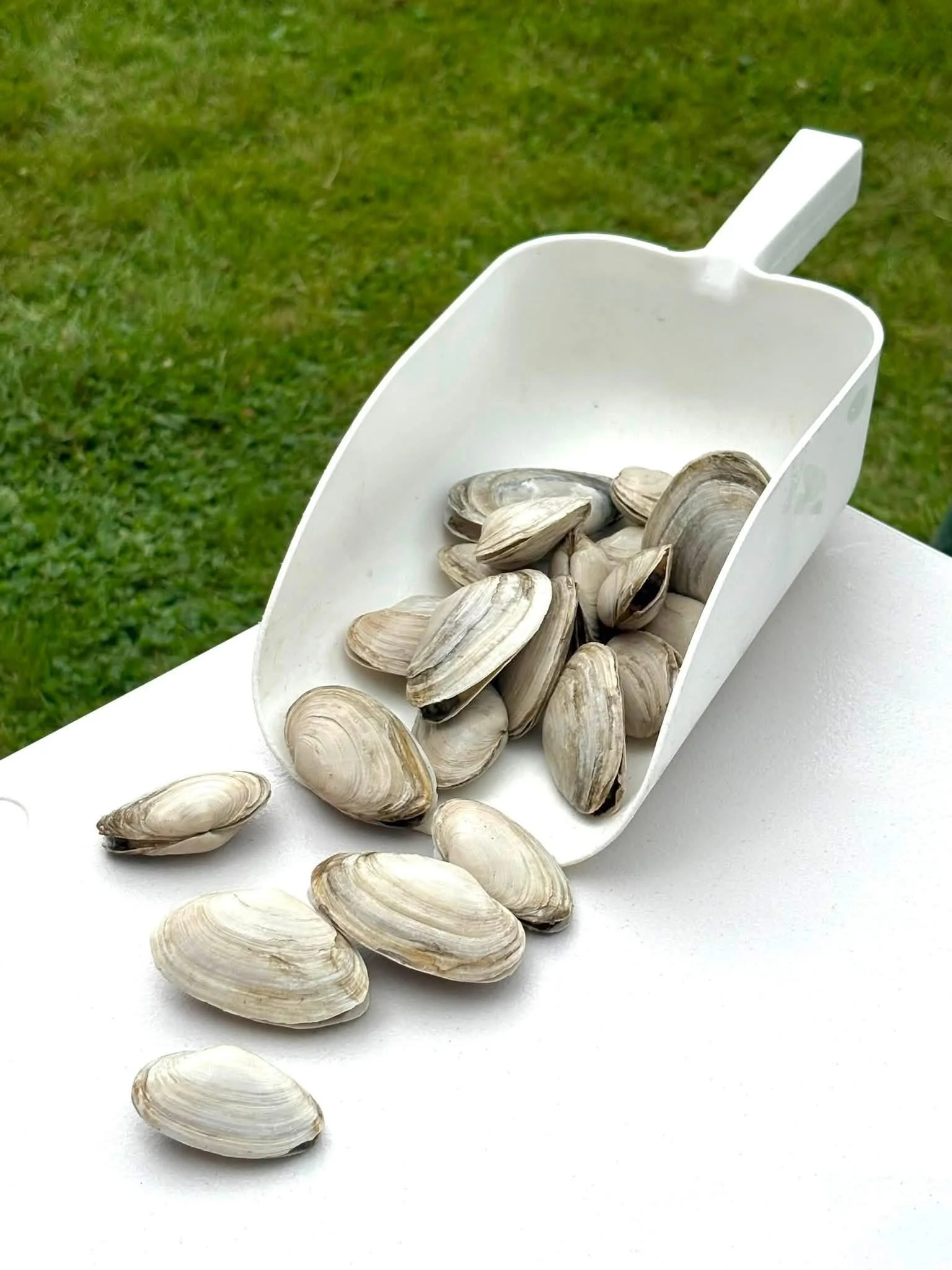 Clams (Steamers)