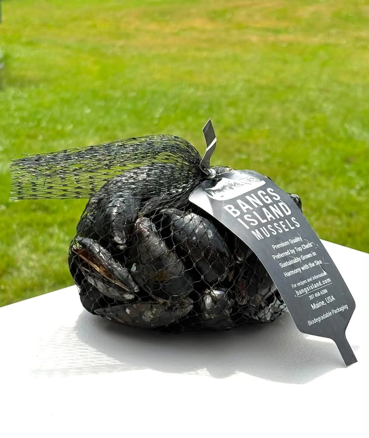 Mussels