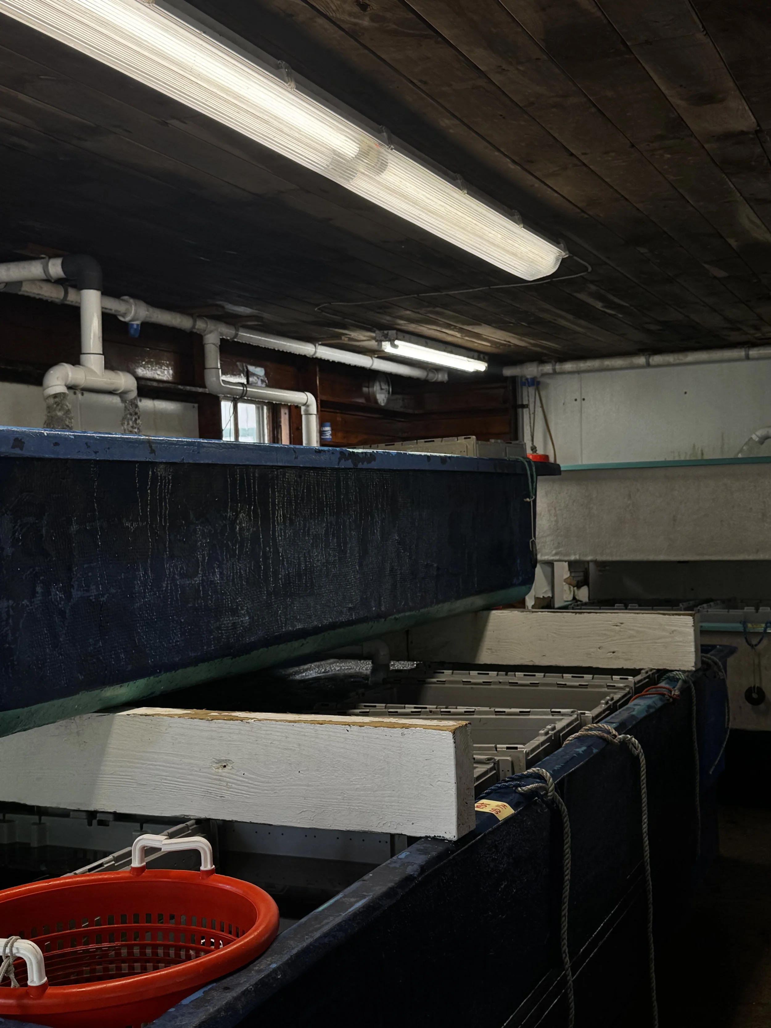 The image shows a small room with wooden ceiling panels, illuminating fluorescent lights, white pipes, and large tanks containing live lobsters below the pipes.