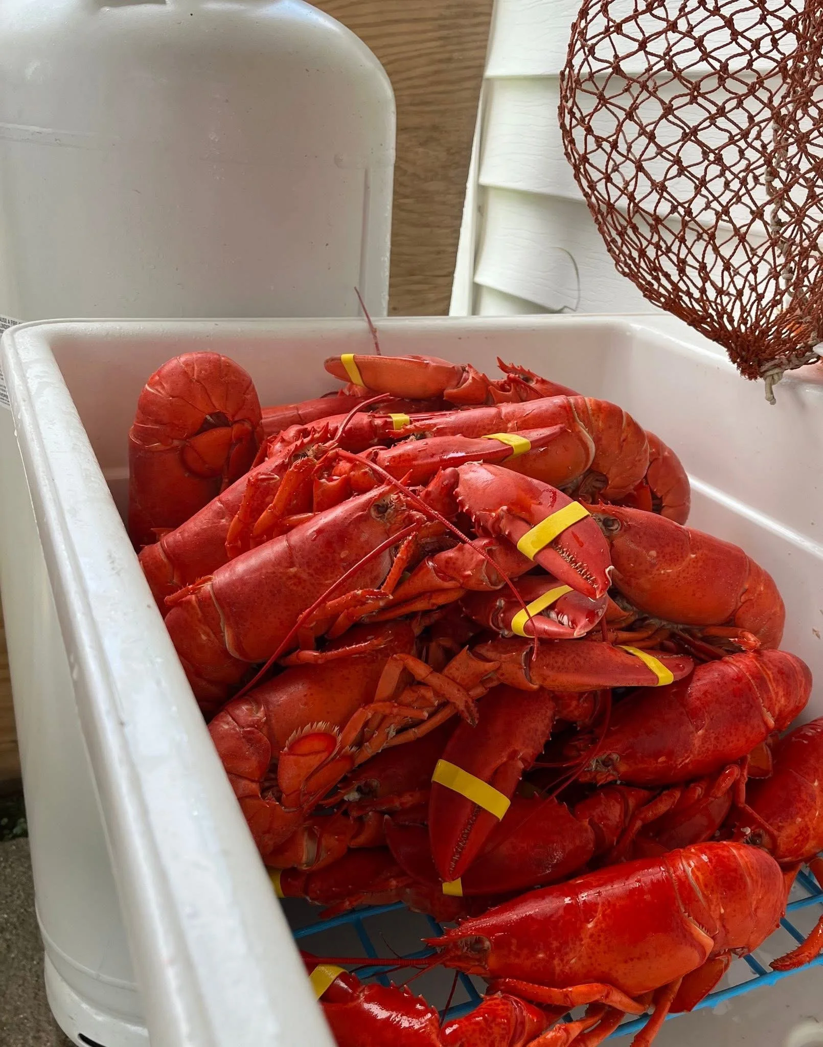 Hardshell Lobster
