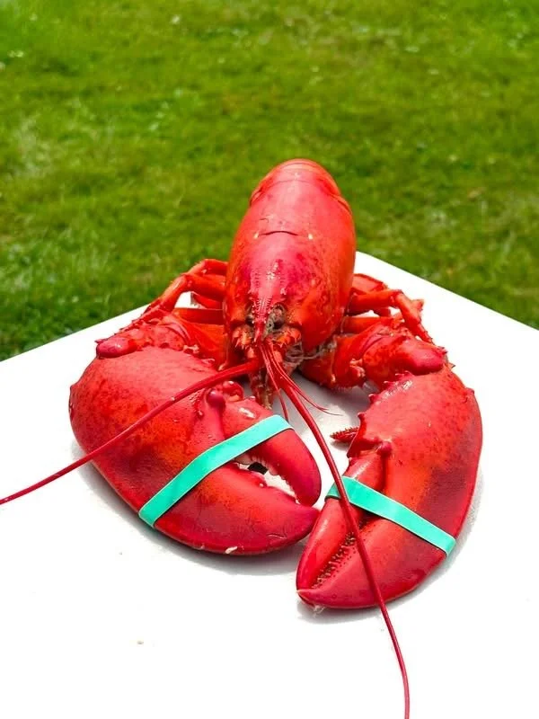 Softshell Lobster