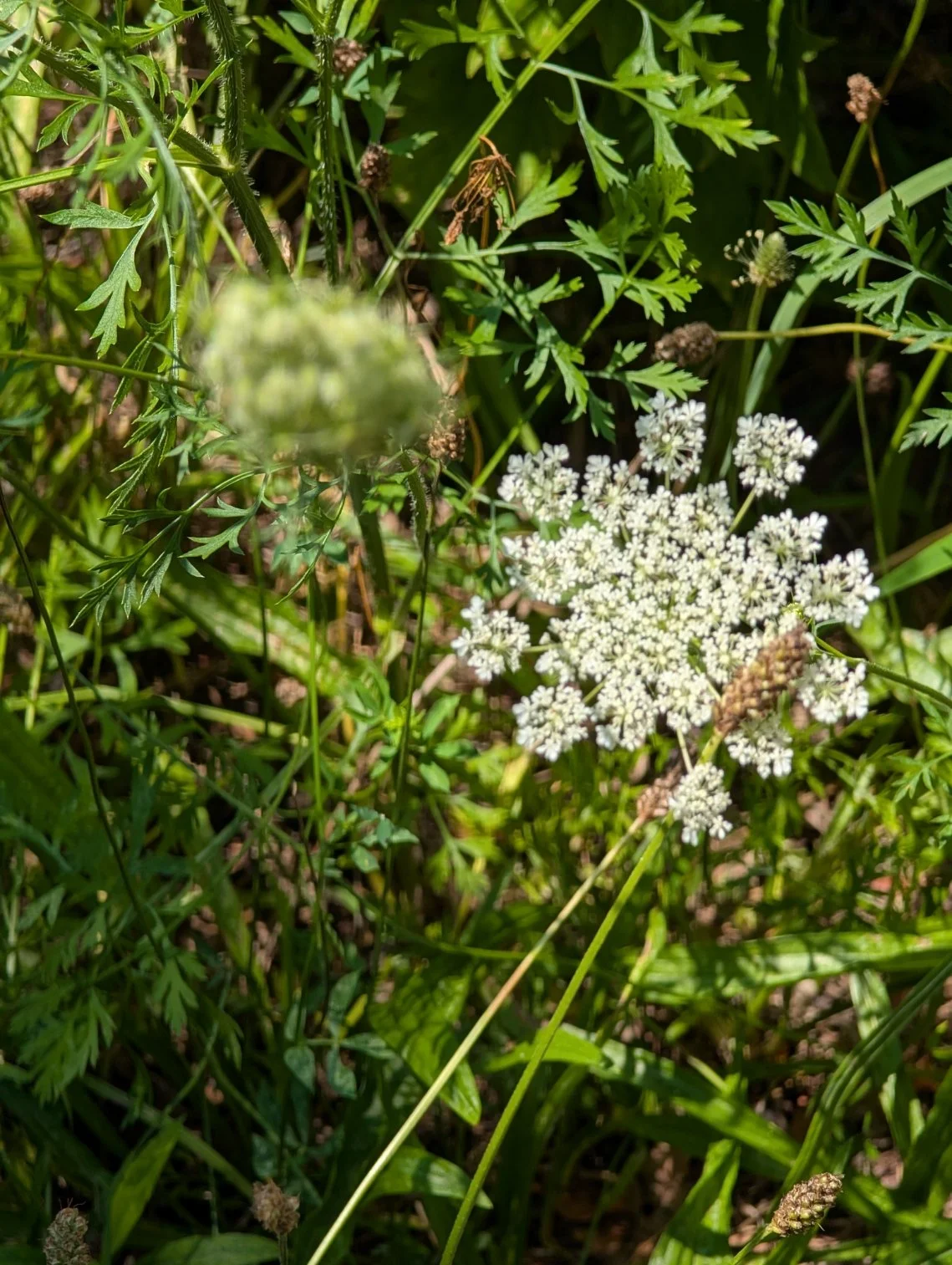 Wild carrot plant with white clustered flowers and feathery green leaves growing among meadow vegetation