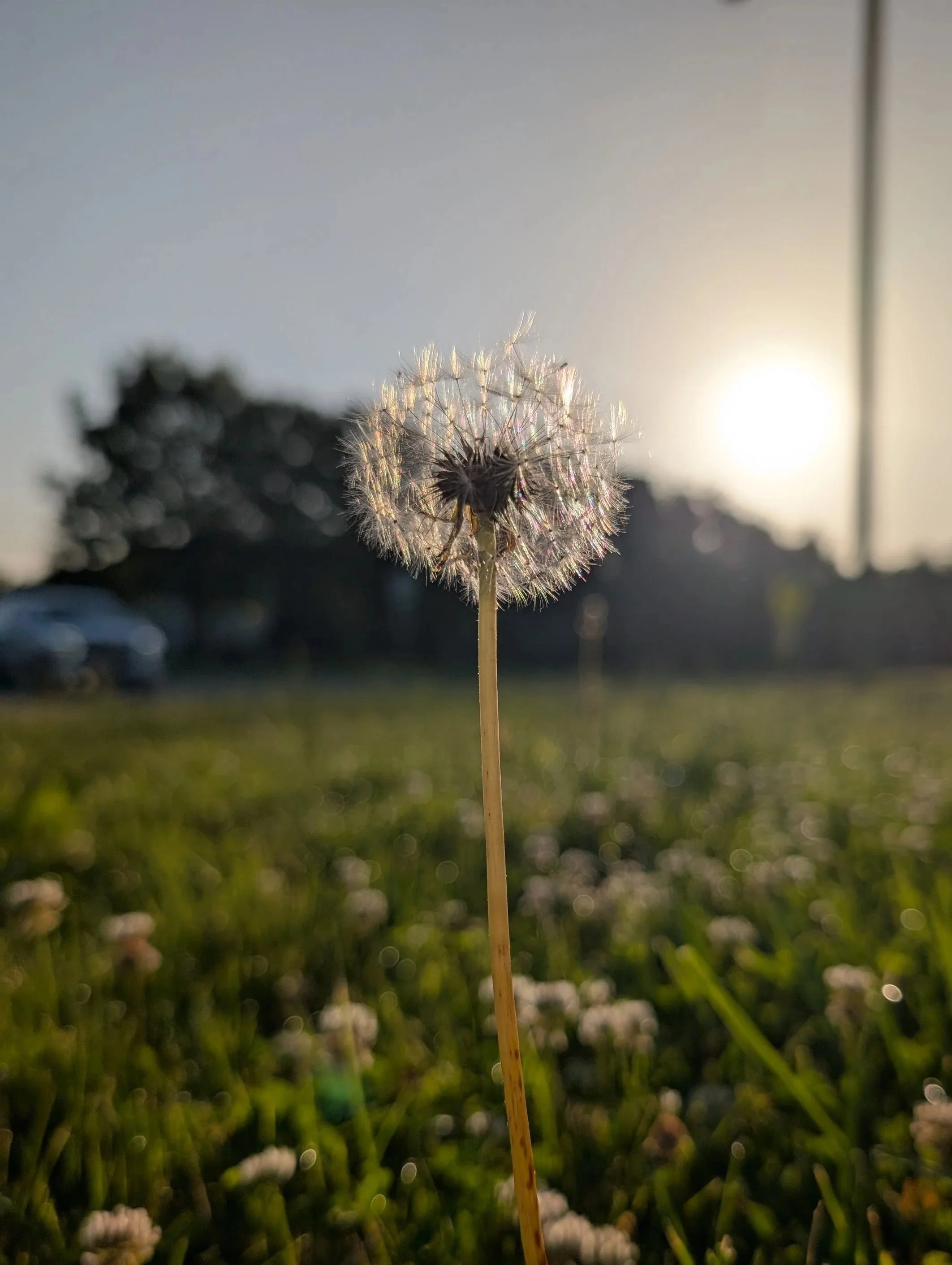 Close-up of a dandelion seed head glowing in warm sunset light above a blurred meadow.