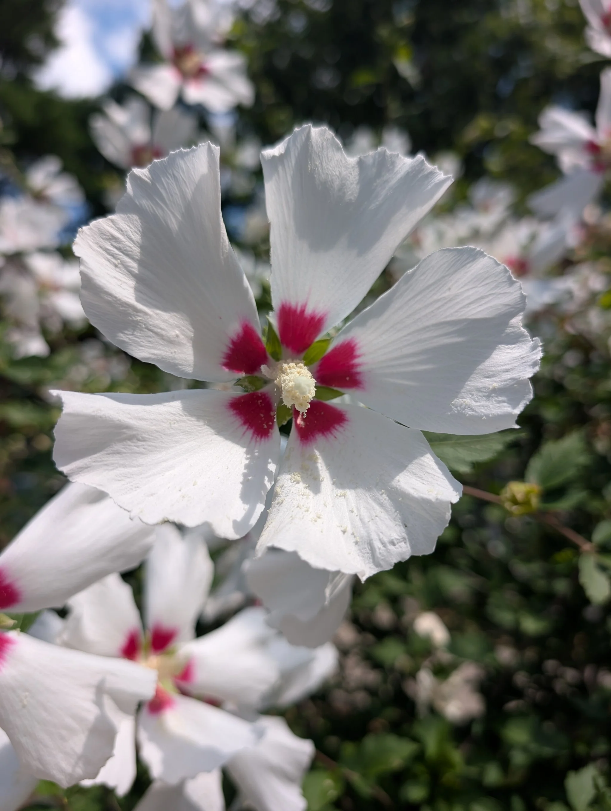 Close-up of a white hibiscus flower with magenta centers surrounded by blurred blossoms and green foliage