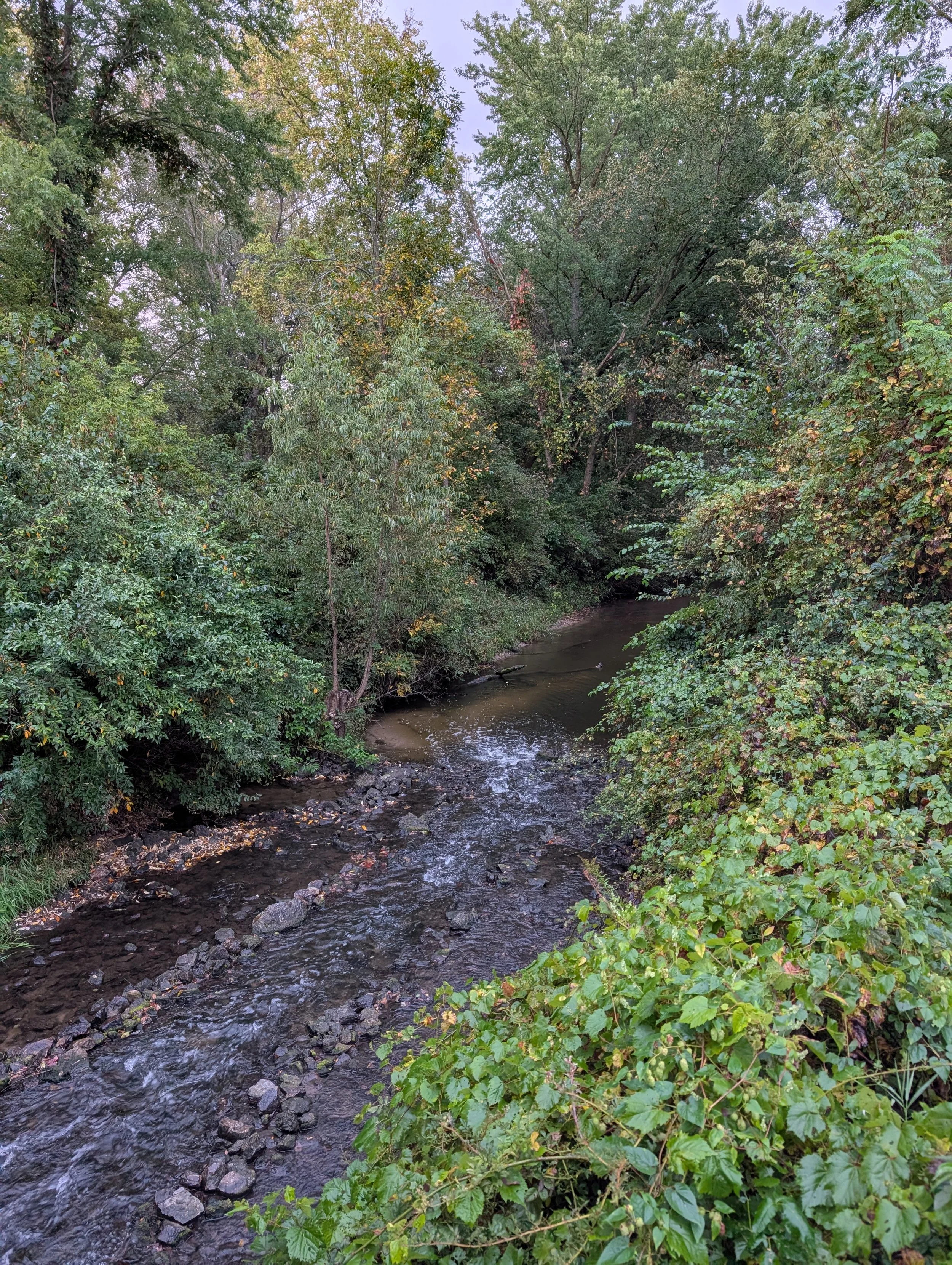 A shallow rocky creek flowing through dense green woodland and autumn foliage.