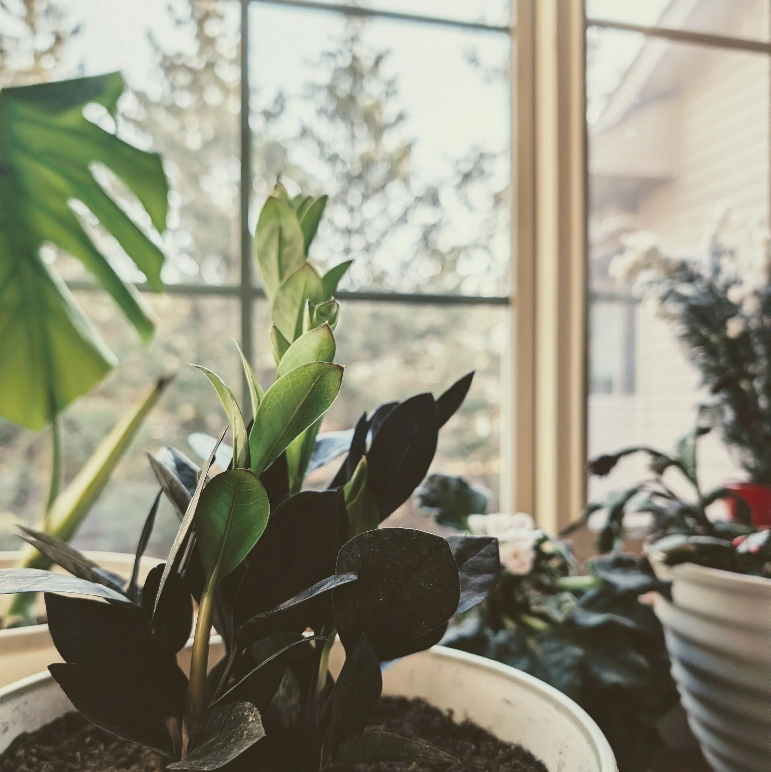 Indoor potted houseplants in warm sunlight by a large window