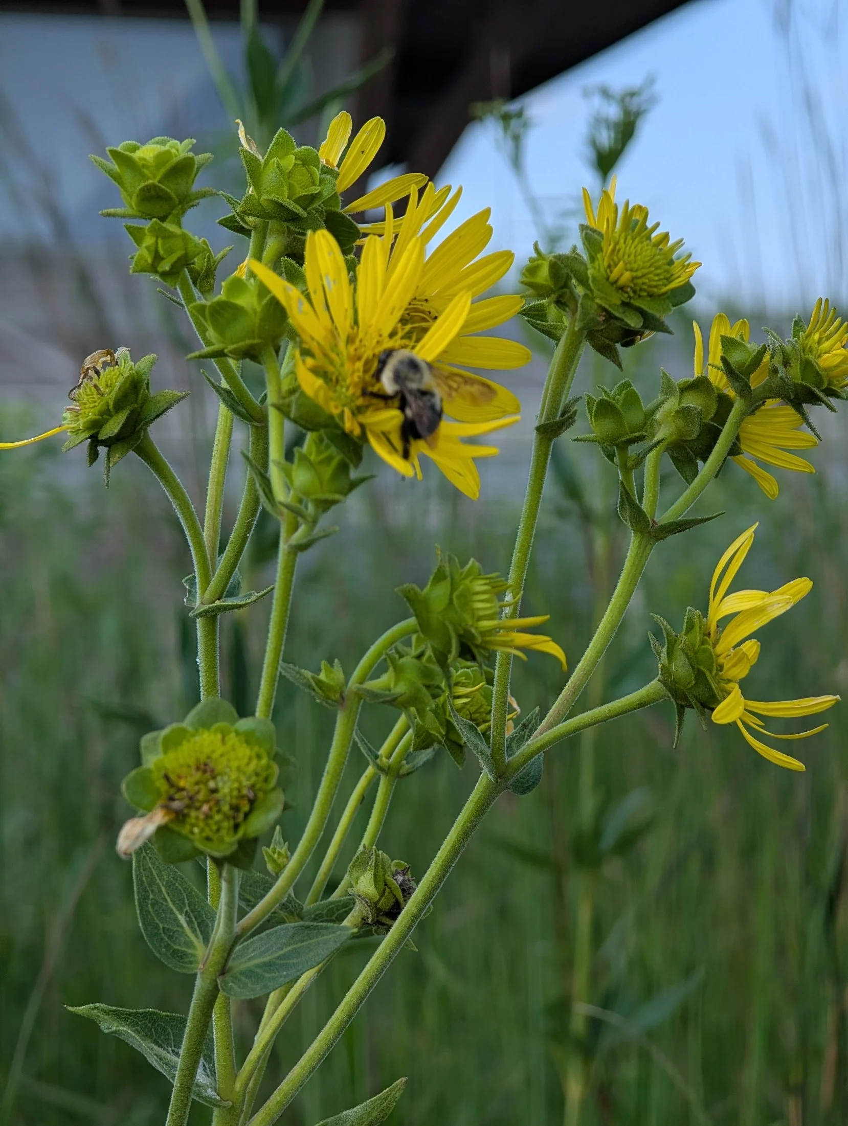 Bumblebee pollinating a yellow wildflower surrounded by green buds and foliage