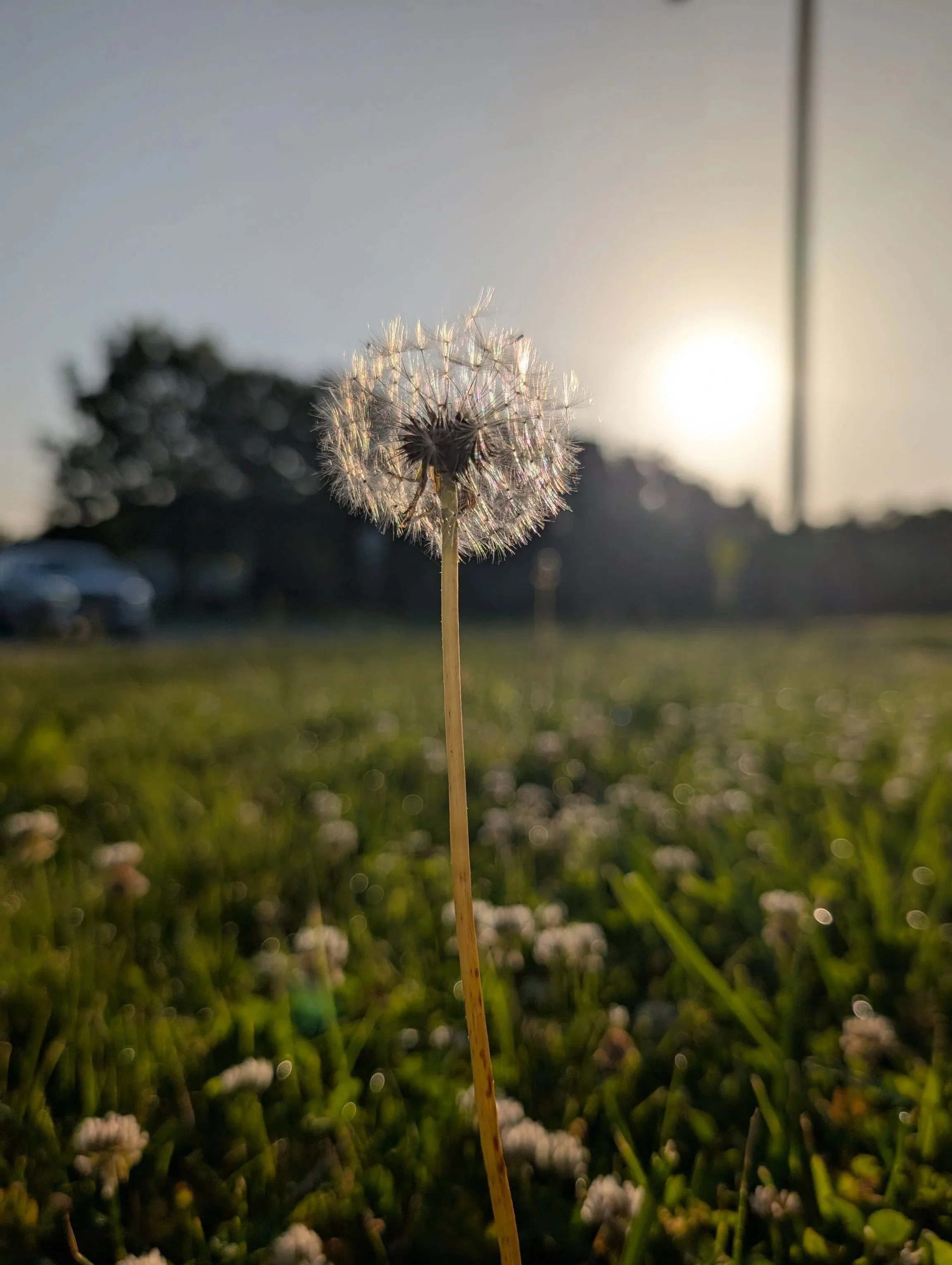 Close-up of a dandelion seed head glowing in warm sunlight above a blurred green meadow.