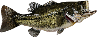 Freshwater Fish Replica
