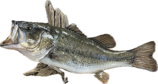 Freshwater Skin Mount