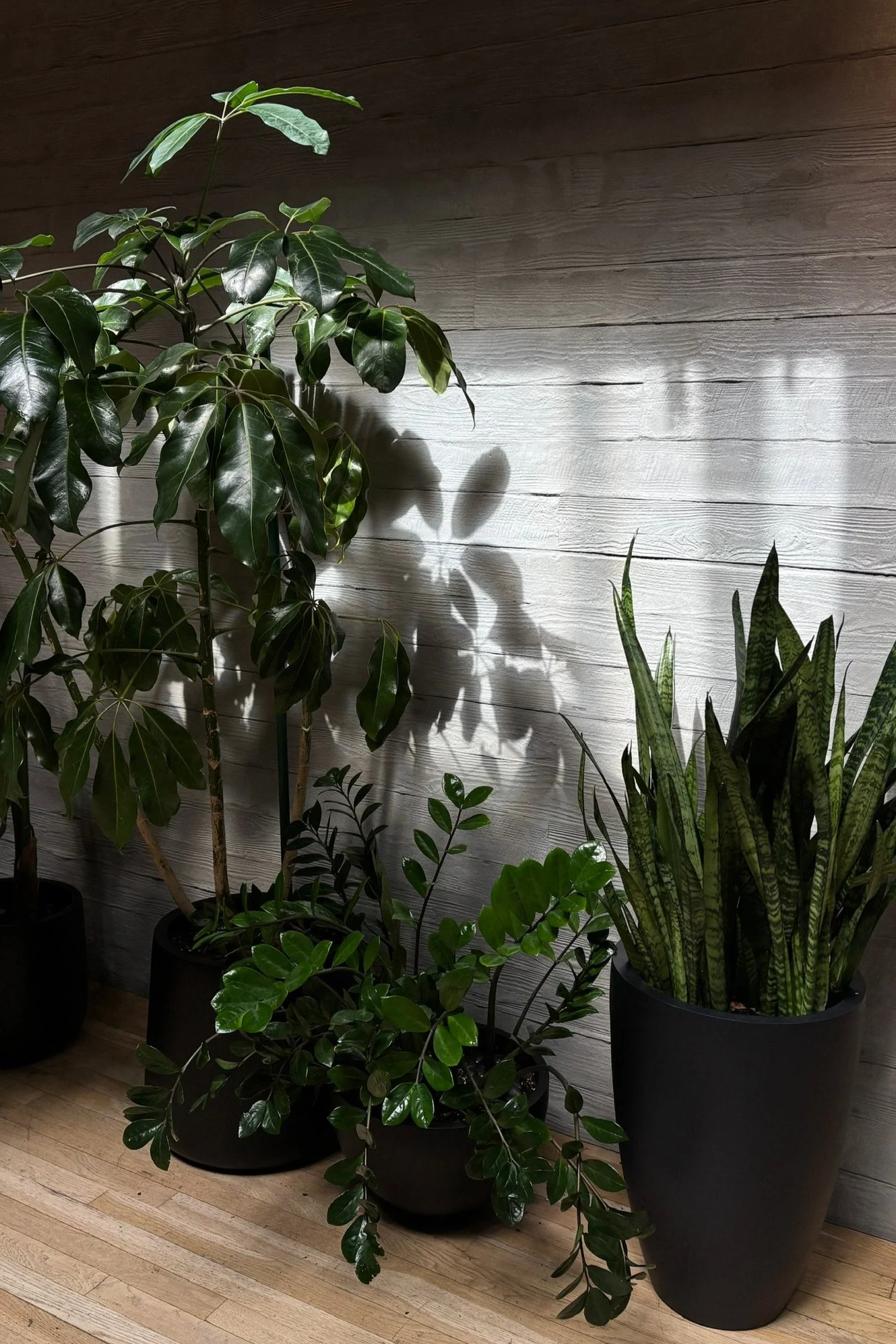 Several potted green houseplants including a broad-leafed plant, a small leafy plant, and a tall, striped plant in black containers, positioned against a white wooden wall with shadows cast by the plants.