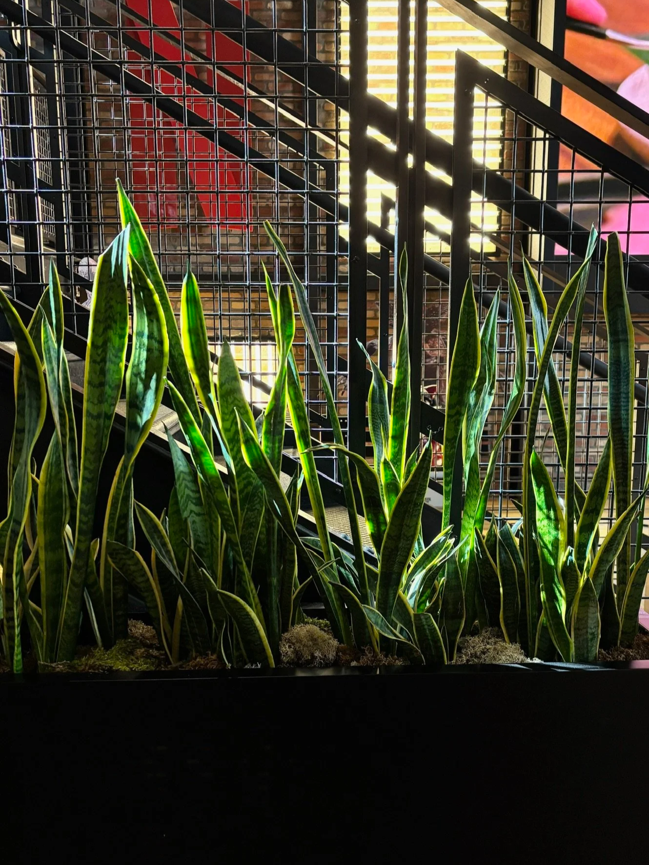 Indoor scene with tall, green, striped plants in a planter, metal staircase with black railings, and a window with blinds letting in sunlight in the background.