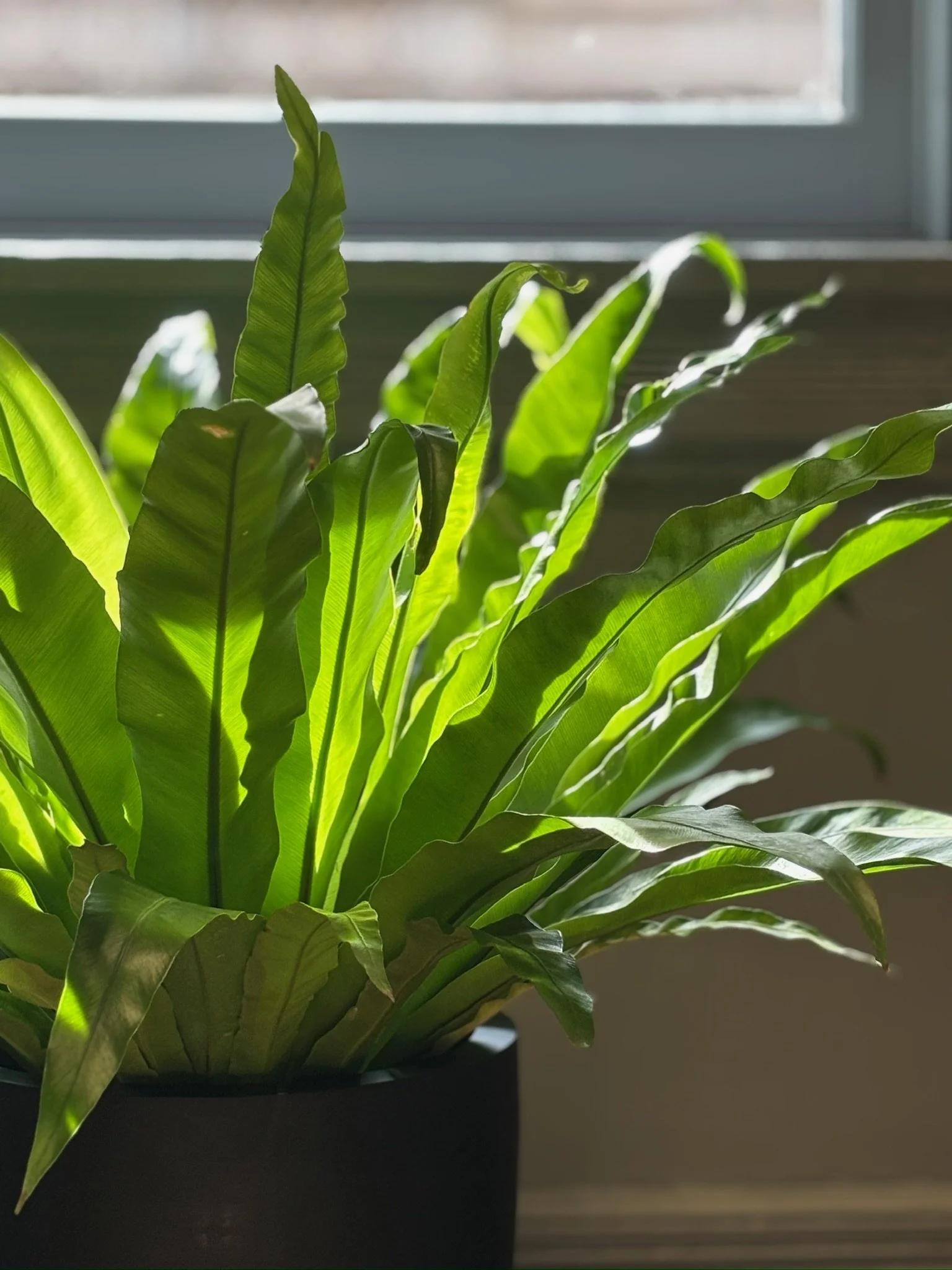 A lush green potted plant with long, wavy leaves sitting on a dark surface in front of a window, with sunlight illuminating the leaves.