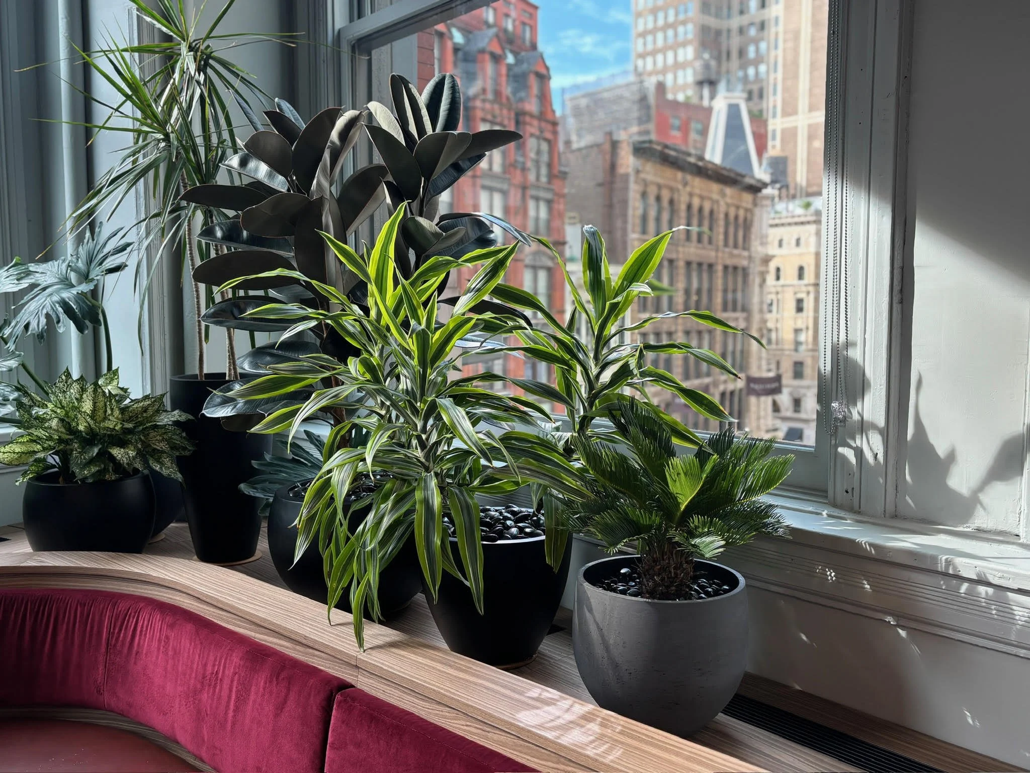 Indoor window sill with multiple potted green houseplants, with a view of city buildings outside.