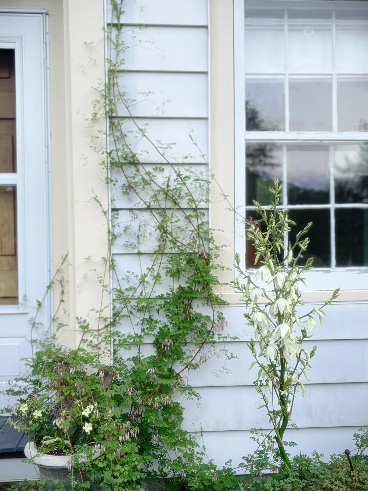 A house exterior with white siding and a large window, decorated with climbing plants and green foliage, including a potted plant with small white flowers.