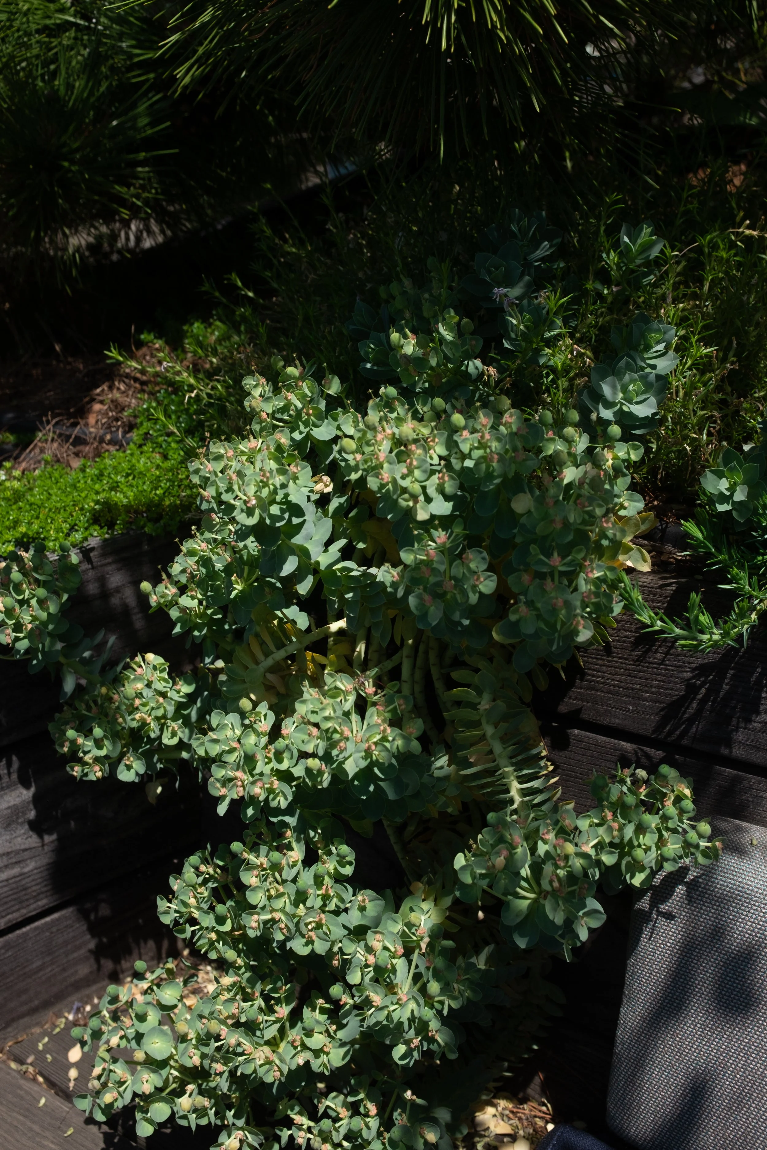 Green succulent plants growing in a garden bed with dark wood and gravel mulch, partially shaded by nearby plants.