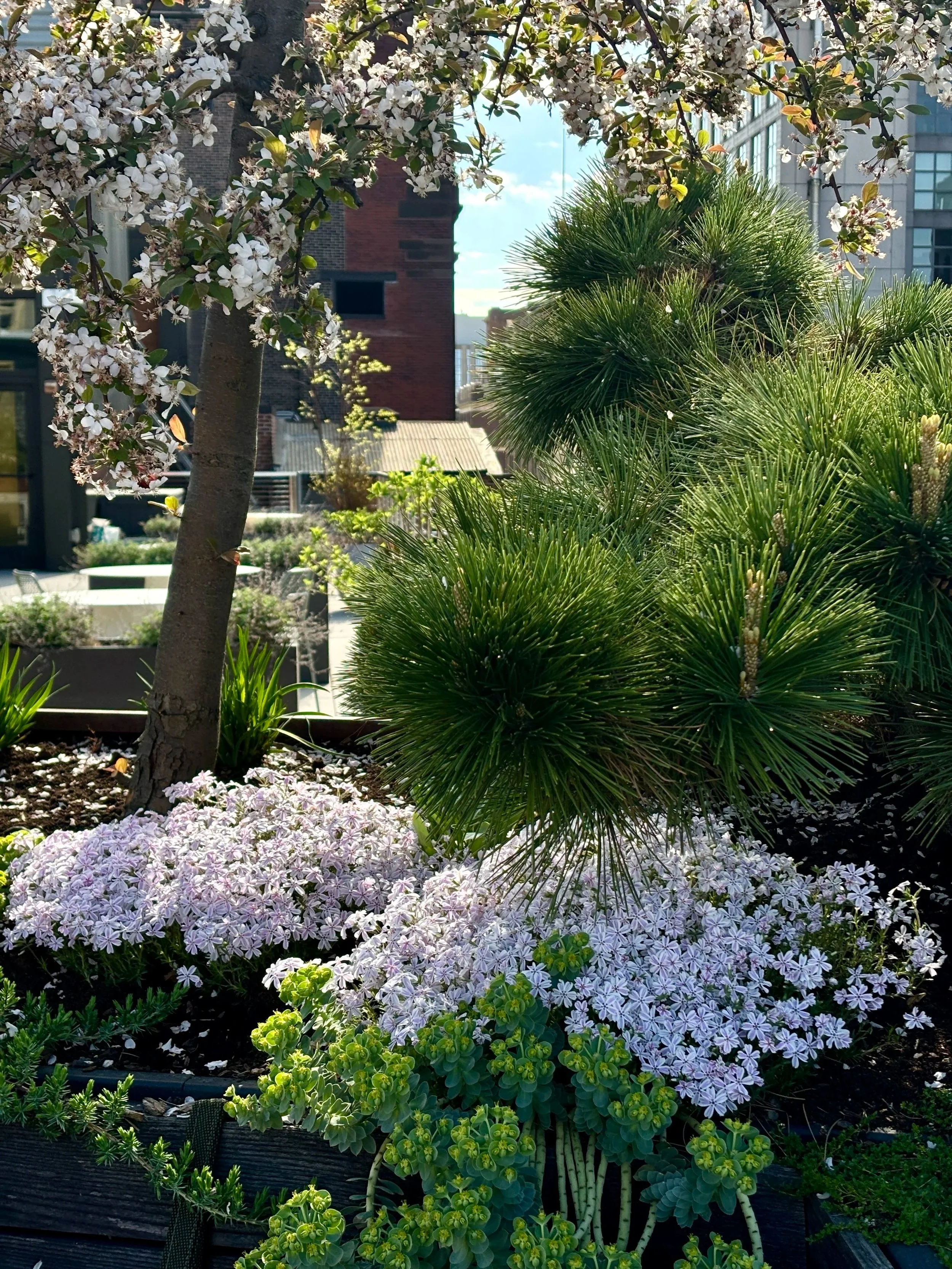 A variety of plants and flowers in an urban garden, including a tree with small white blossoms, green spiky shrub, purple and green succulents, and a bed of pinkish-white flowers, with tall buildings in the background.