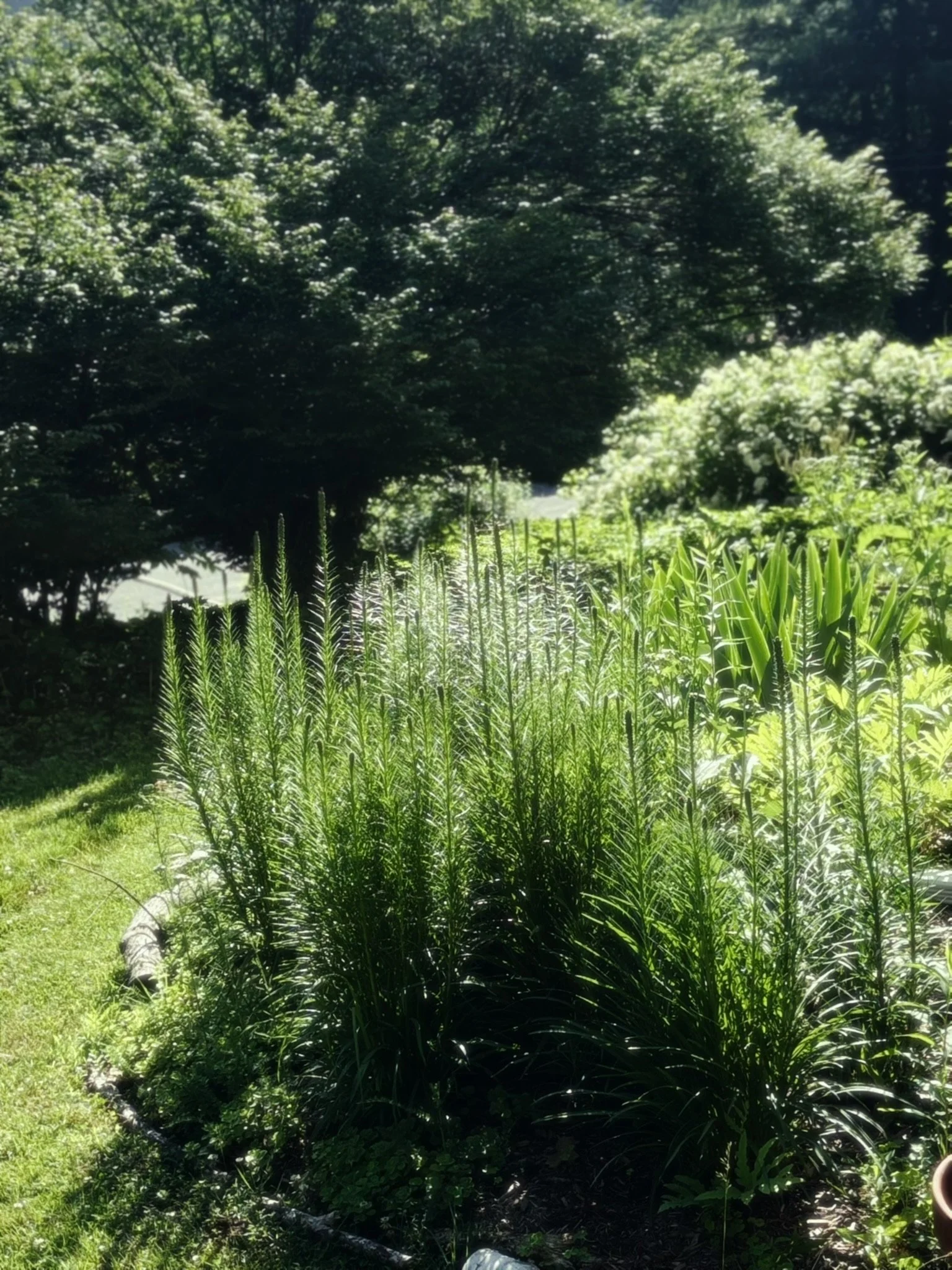 Lush green garden scene with trees, shrubs, and flowering plants in sunlight.