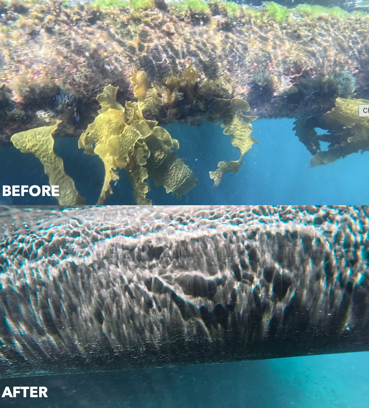 Comparison of underwater coral structures before and after cleaning, showing cleaner and healthier coral after removal of algae and debris.